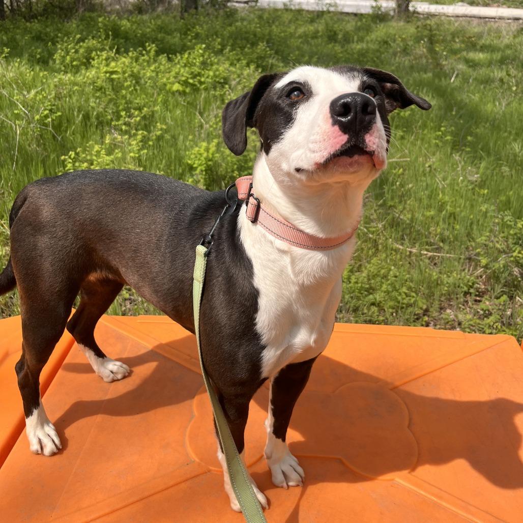 Enlarge Addie, a Adoptable Mixed Breed in Bentonville, AR image 3/6