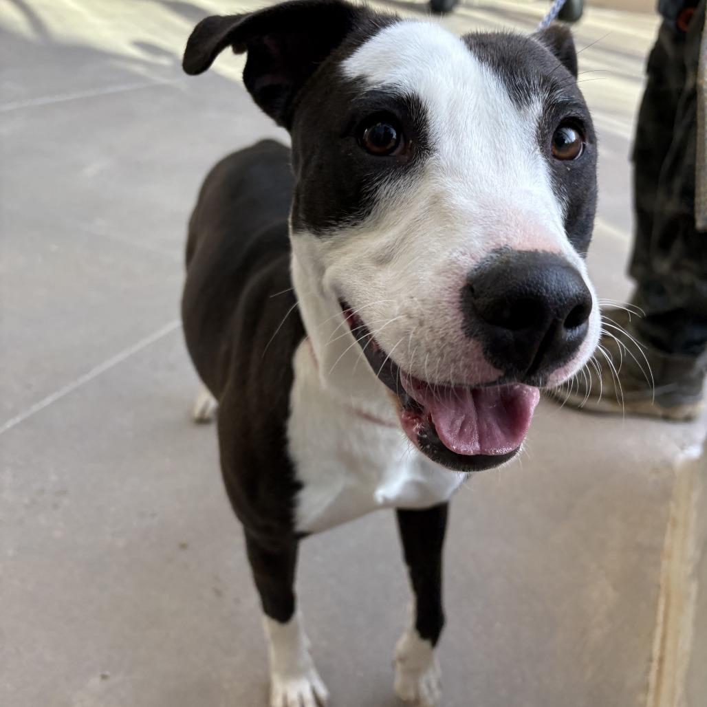 Enlarge Addie, a Adoptable Mixed Breed in Bentonville, AR image 4/6