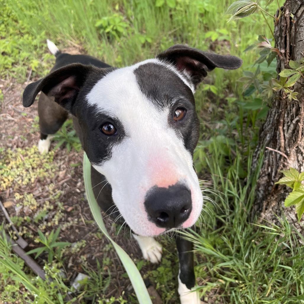 Enlarge Addie, a Adoptable Mixed Breed in Bentonville, AR image 5/6