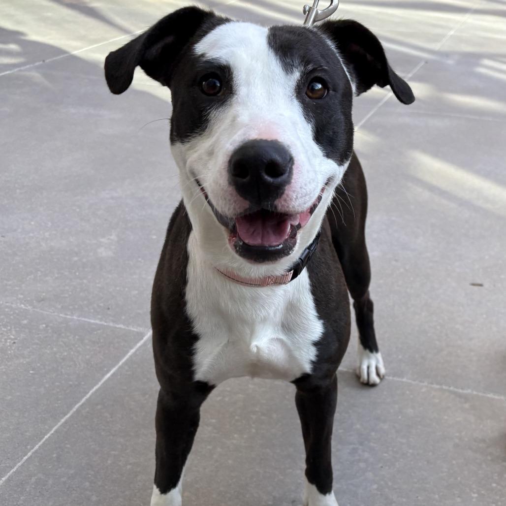 Enlarge Addie, a Adoptable Mixed Breed in Bentonville, AR image 6/6