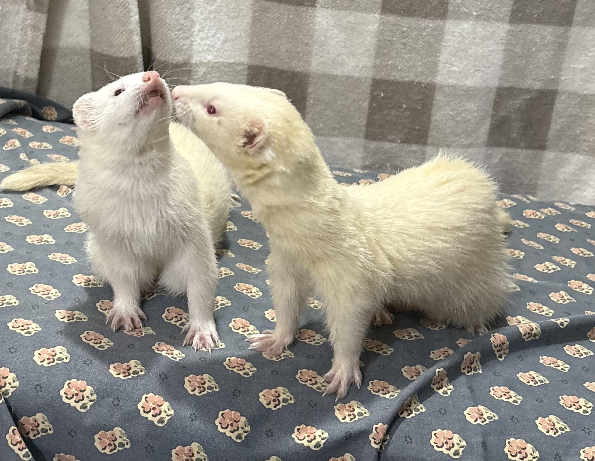 DollyANDPoppy
