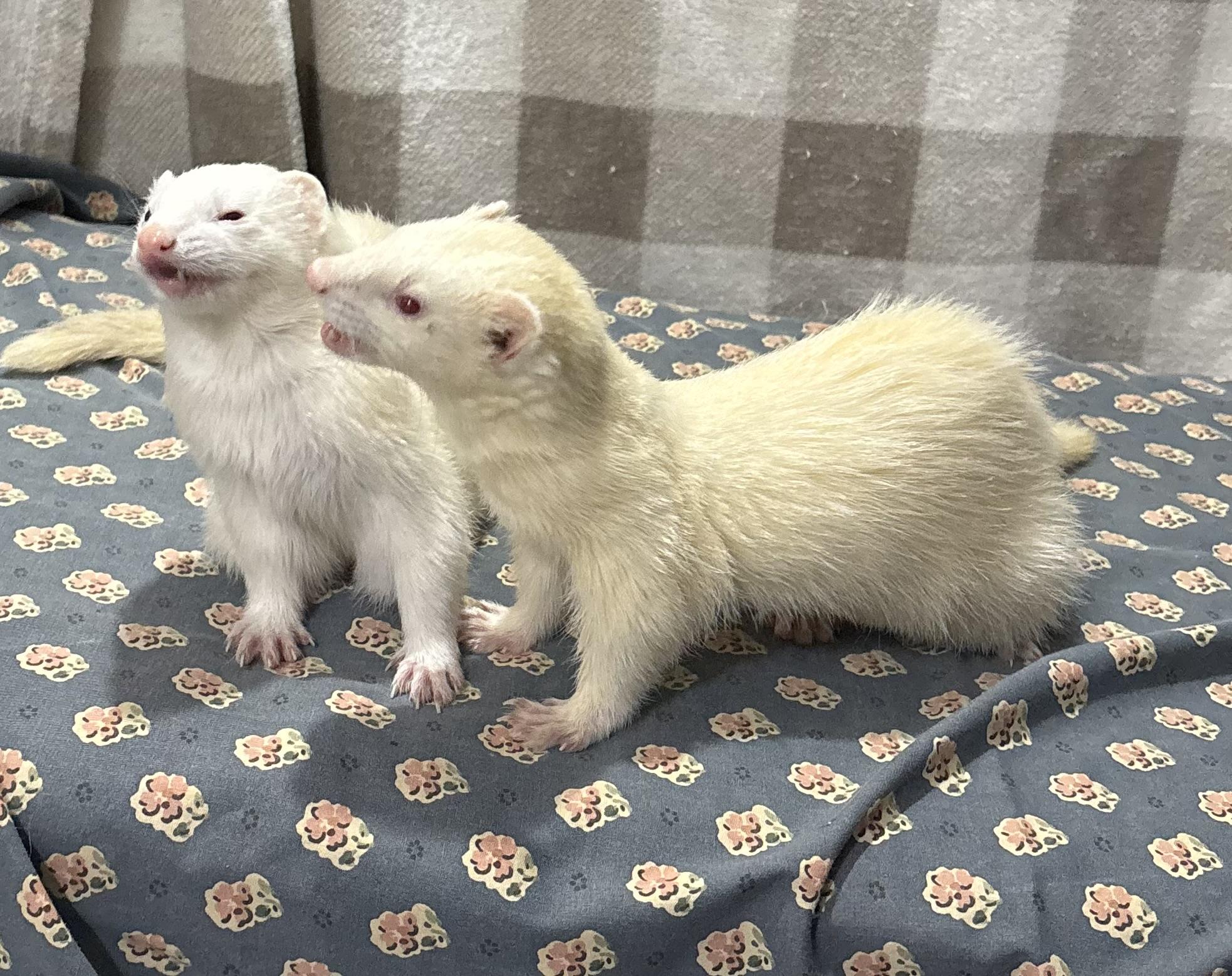 DollyANDPoppy photo 2