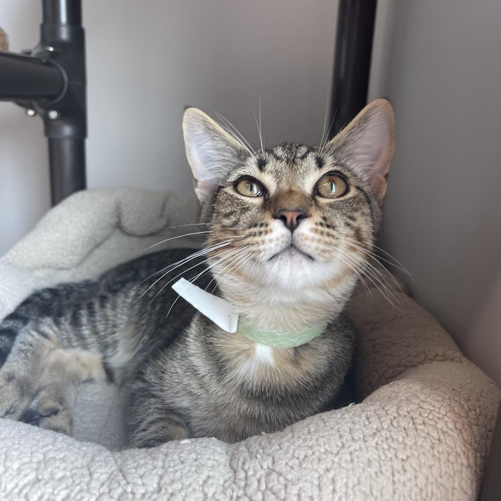 Roger, a Adoptable Domestic Short Hair in Winston Salem, NC image 1/6