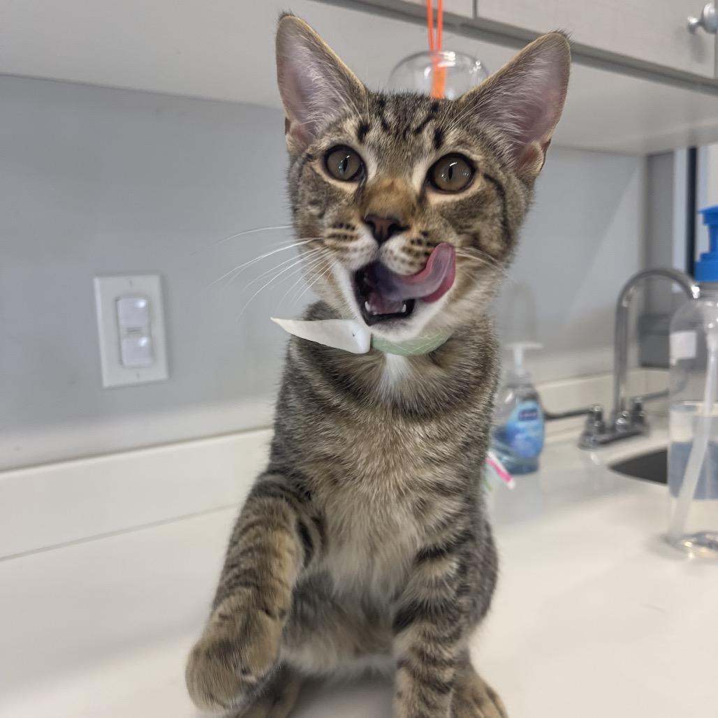 Roger, a Adoptable Domestic Short Hair in Winston Salem, NC image 3/6