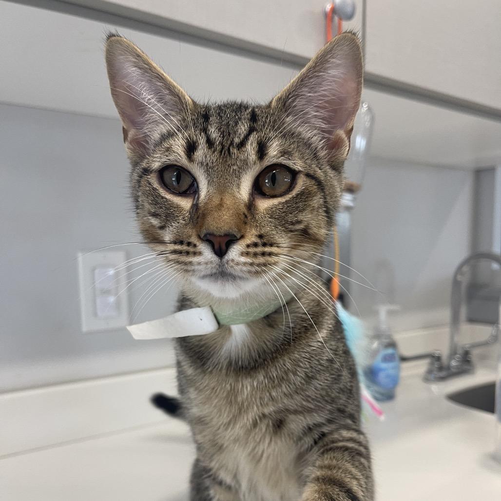 Roger, a Adoptable Domestic Short Hair in Winston Salem, NC image 5/6