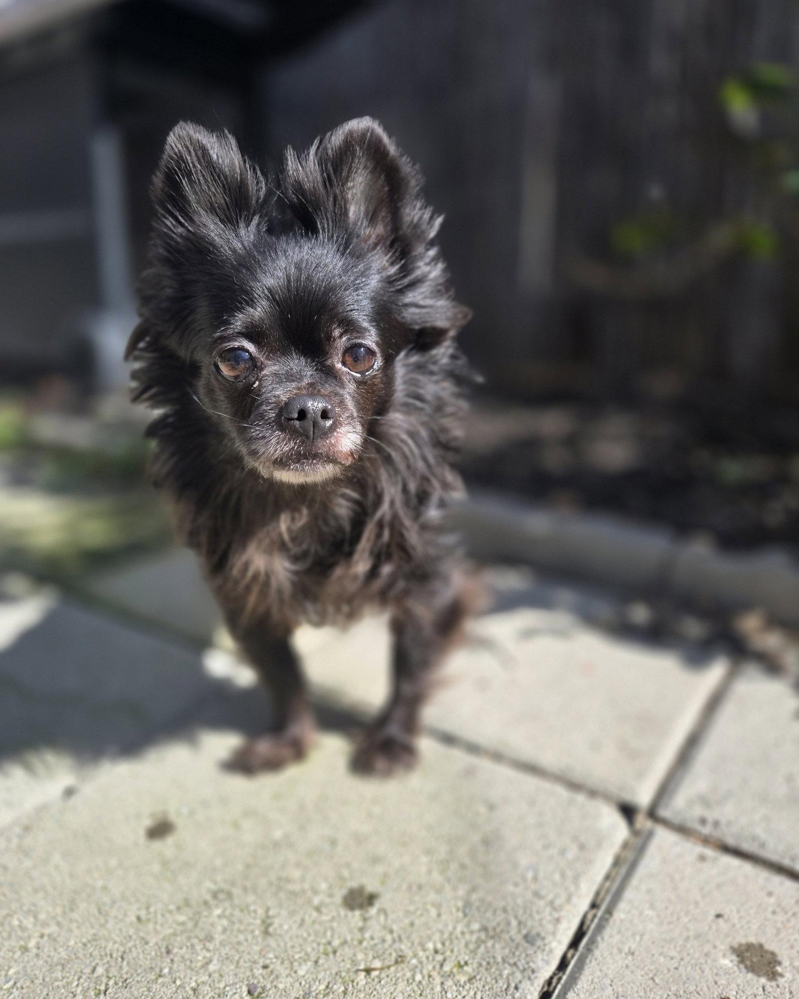 *Havana Vacation -- SPICY, Adoptable, Senior Female Chihuahua.