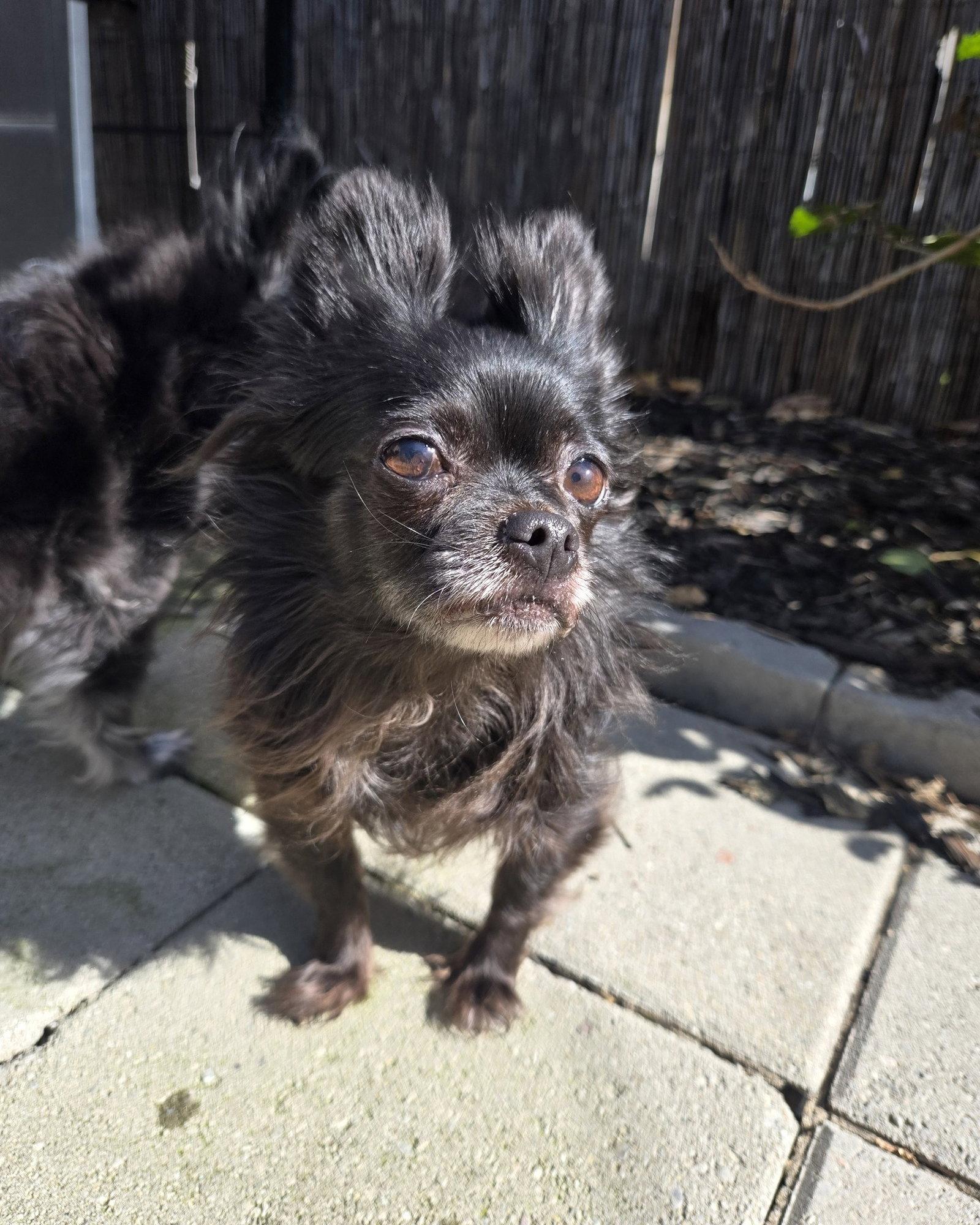 Enlarge *Havana Vacation -- SPICY, a Adoptable Chihuahua in Pittsburg, CA image 2/3
