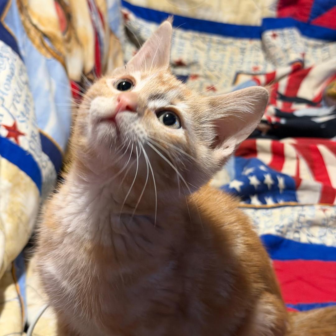 Charlotte, adopted, Kitten Female Domestic Short Hair.