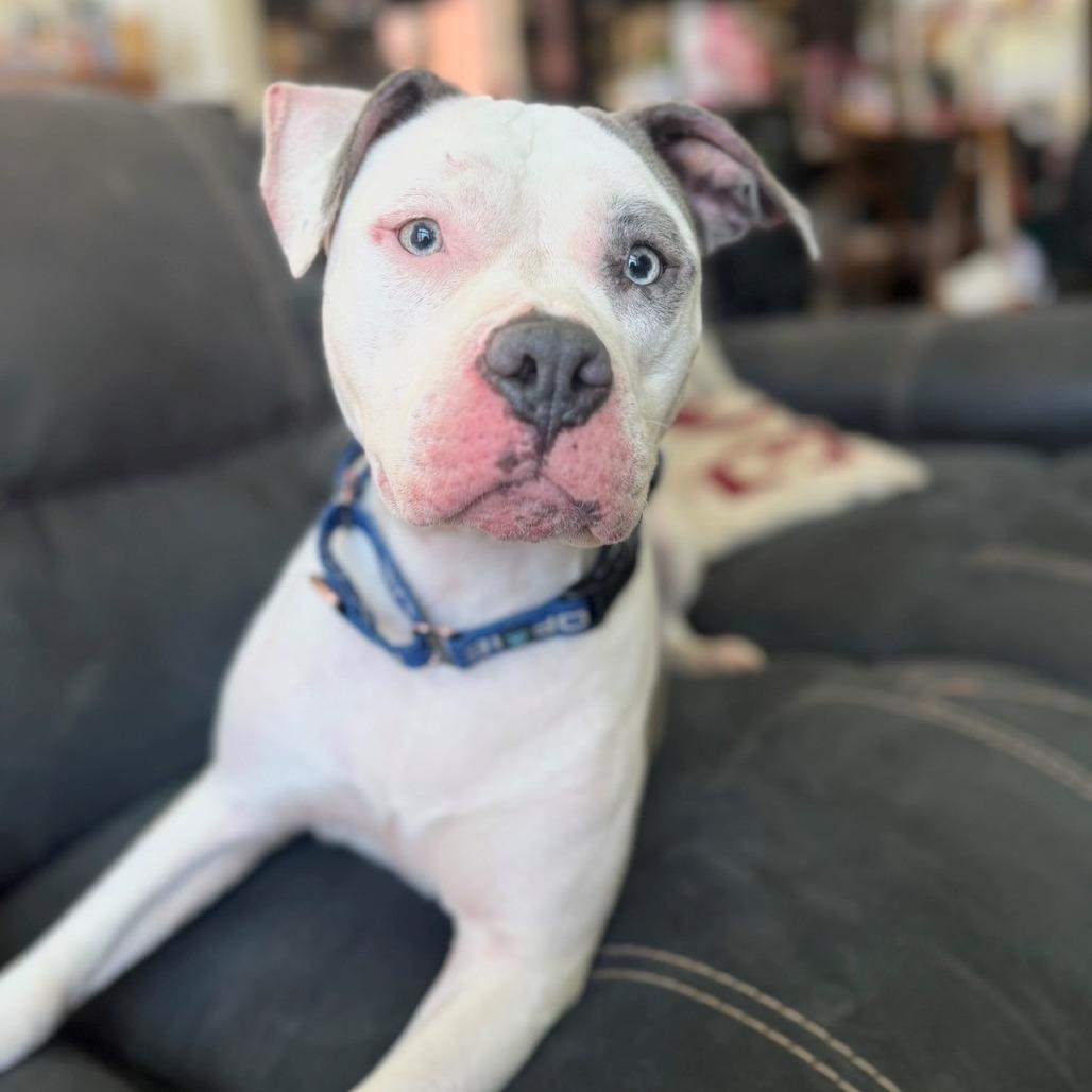 Mirage, Adoptable, Adult Female Pit Bull Terrier.