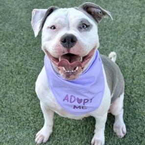 Enlarge Mirage, a Adoptable Pit Bull Terrier in Henderson, NV image 2/4