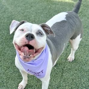 Enlarge Mirage, a Adoptable Pit Bull Terrier in Henderson, NV image 3/4
