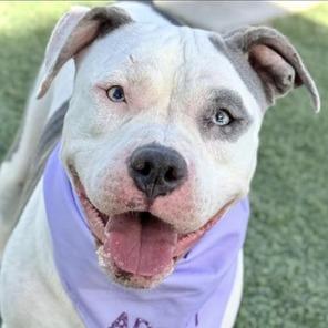 Enlarge Mirage, a Adoptable Pit Bull Terrier in Henderson, NV image 4/4