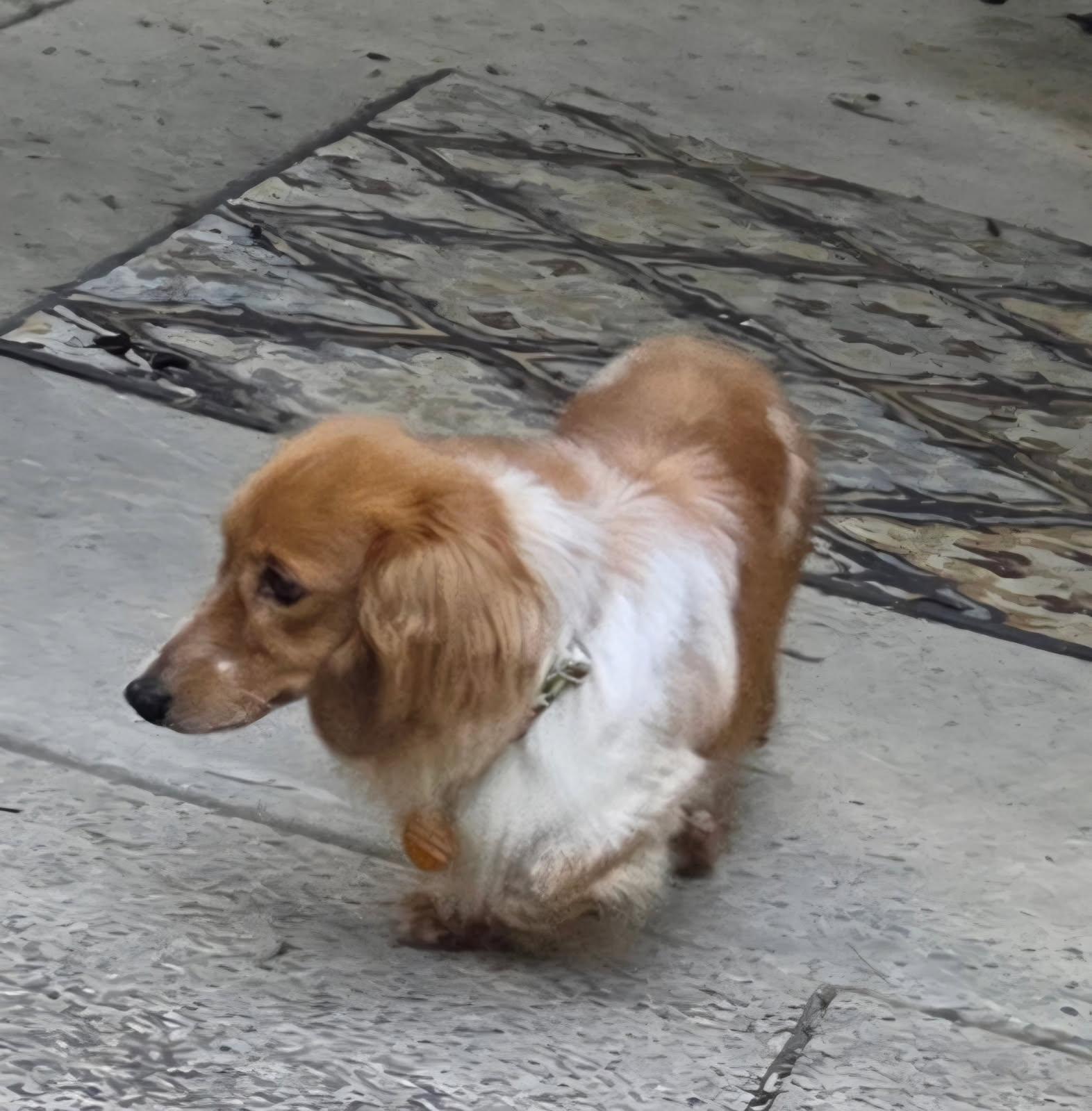 CELLO, ADOPTABLE, Adult Male Dachshund (Miniature Long Haired).