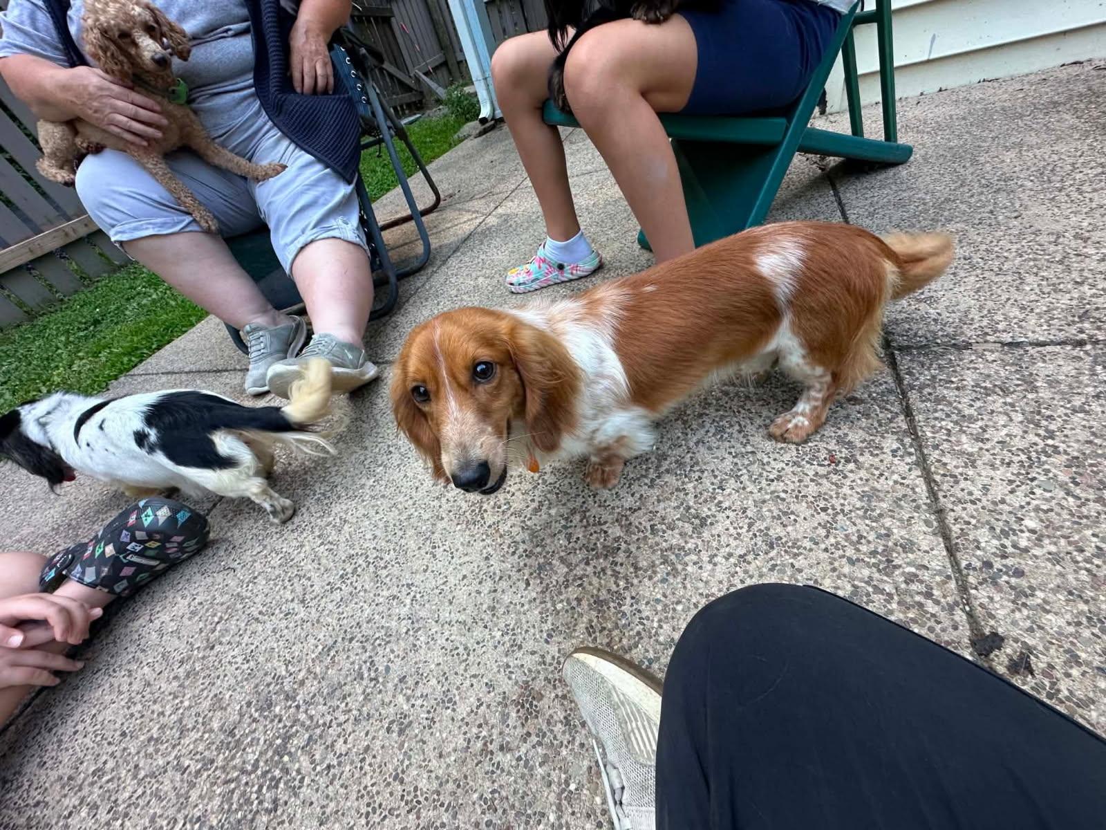 Enlarge CELLO, a Adoptable Dachshund (Miniature Long Haired) in Millerstown, PA image 2/2