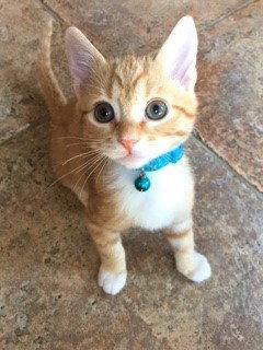 Mini Cooper, Adopted, Kitten Male Tabby.