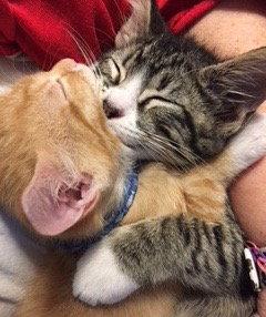 Enlarge Mini Cooper, a Adopted Tabby in McKinney, TX image 2/2