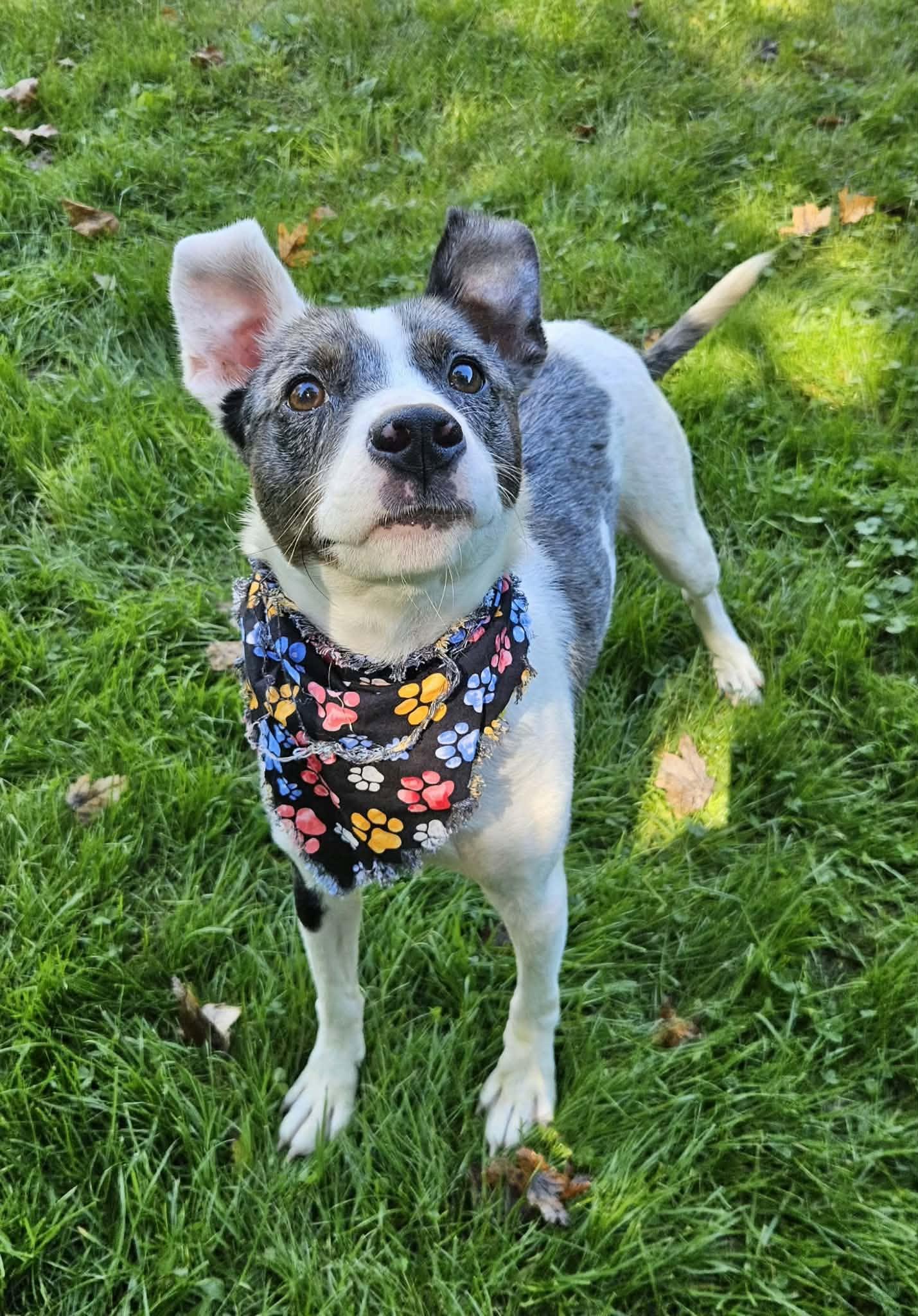 Enlarge Meg, a Adopted mixed breed in New Castle, PA image 4/5