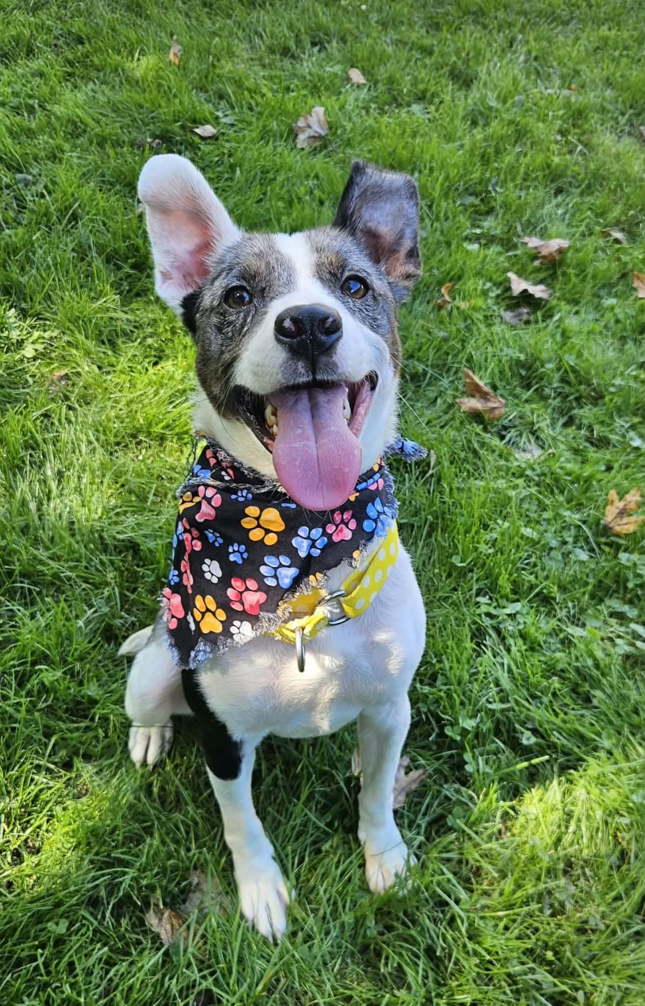 Enlarge Meg, a Adopted mixed breed in New Castle, PA image 5/5