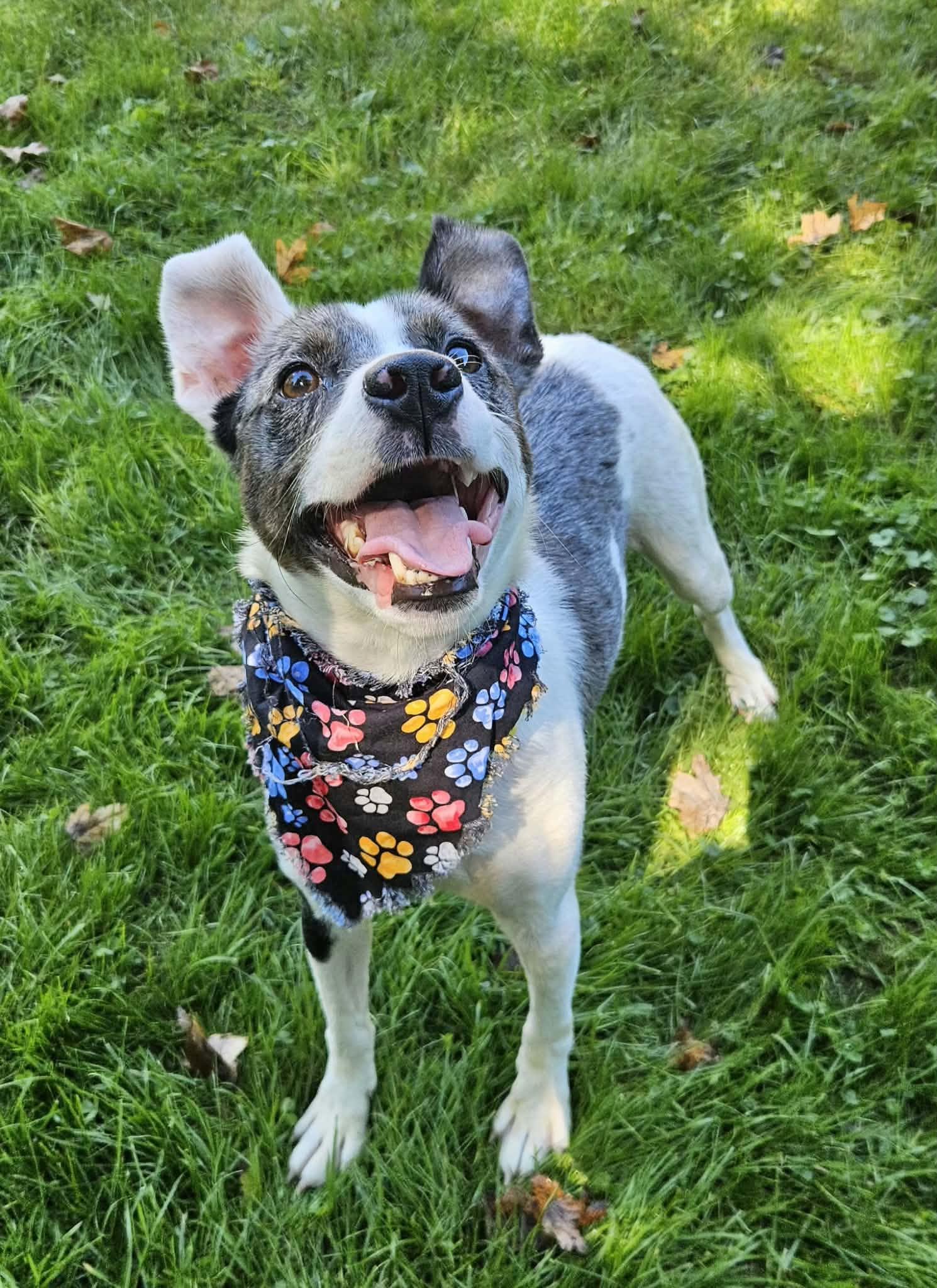 Enlarge Meg, a Adopted mixed breed in New Castle, PA image 2/5