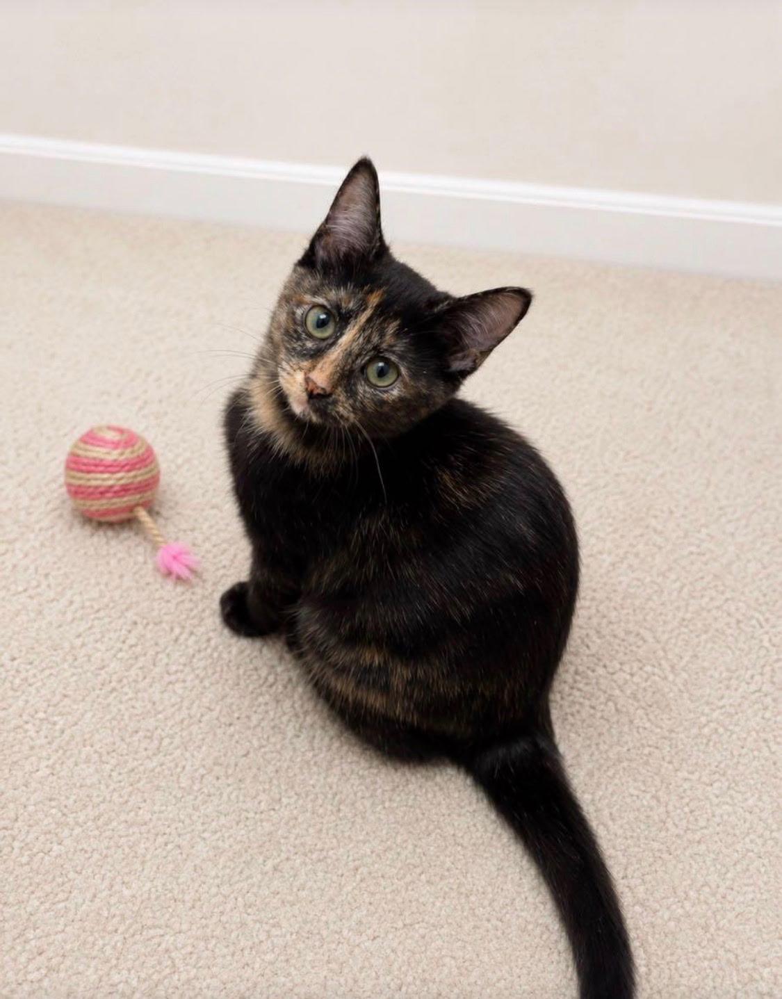 Muffin, Adoptable, Kitten Female Tortoiseshell.