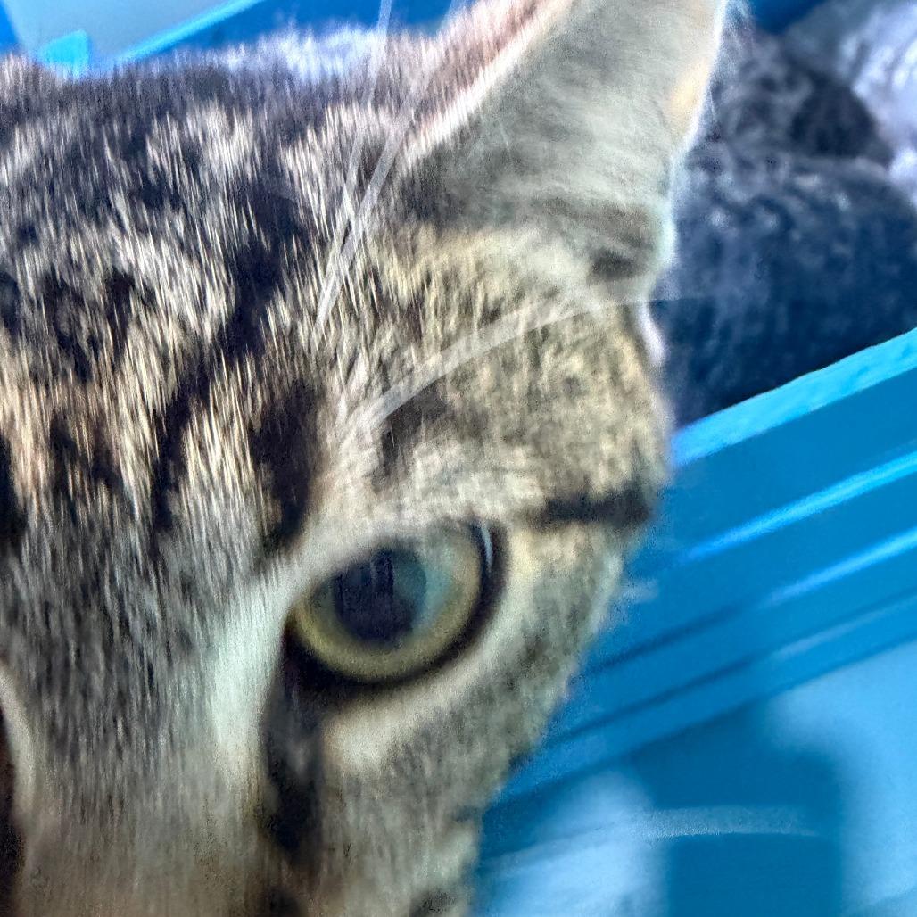 Nettie, a Adoptable Domestic Short Hair in Marion, VA image 1/5