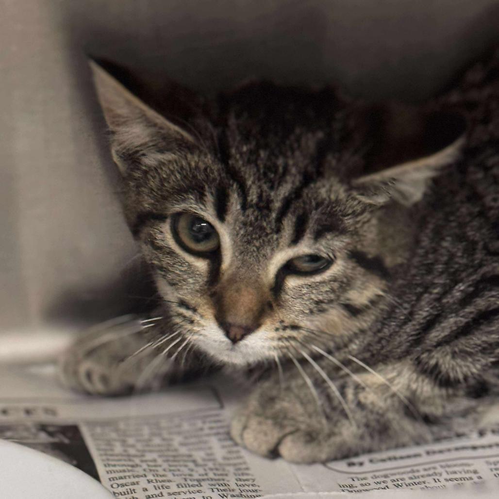 Nettie, a Adoptable Domestic Short Hair in Marion, VA image 3/5