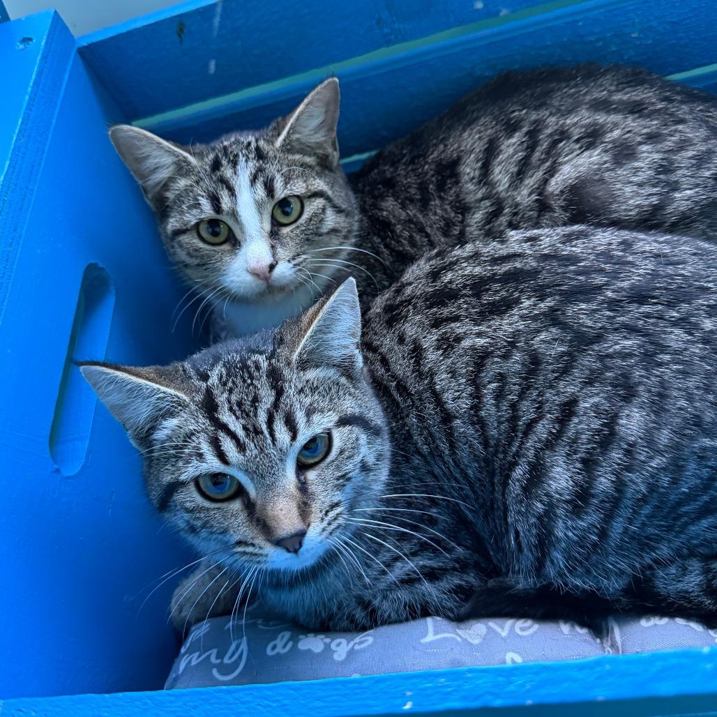 Nettie, a Adoptable Domestic Short Hair in Marion, VA image 4/5