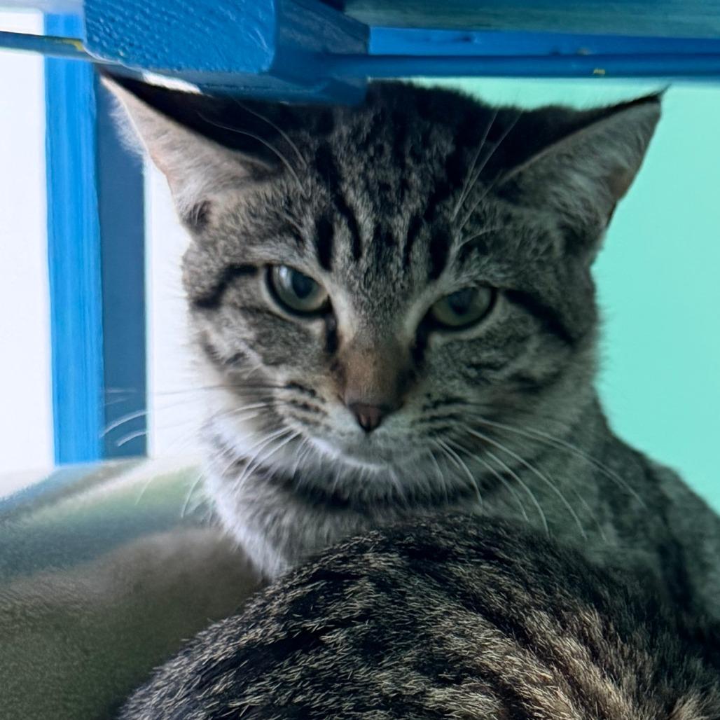 Nettie, a Adoptable Domestic Short Hair in Marion, VA image 5/5