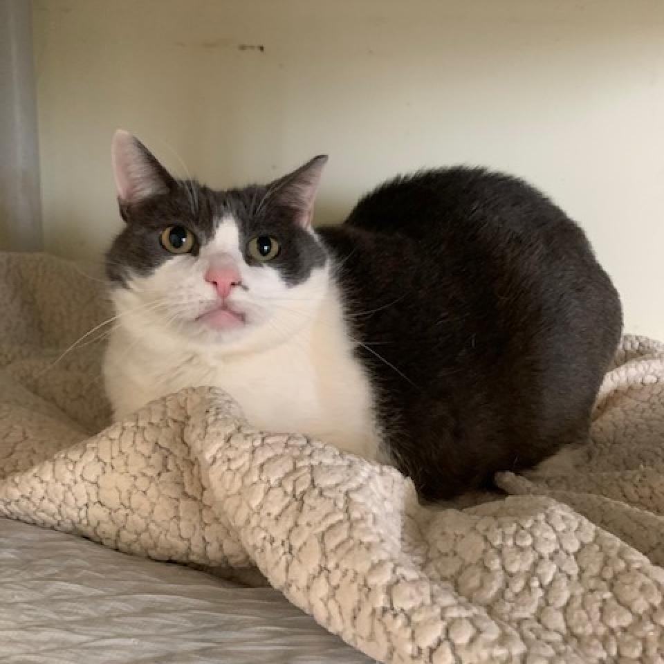 Abby, Adoptable, Senior Female Domestic Short Hair.