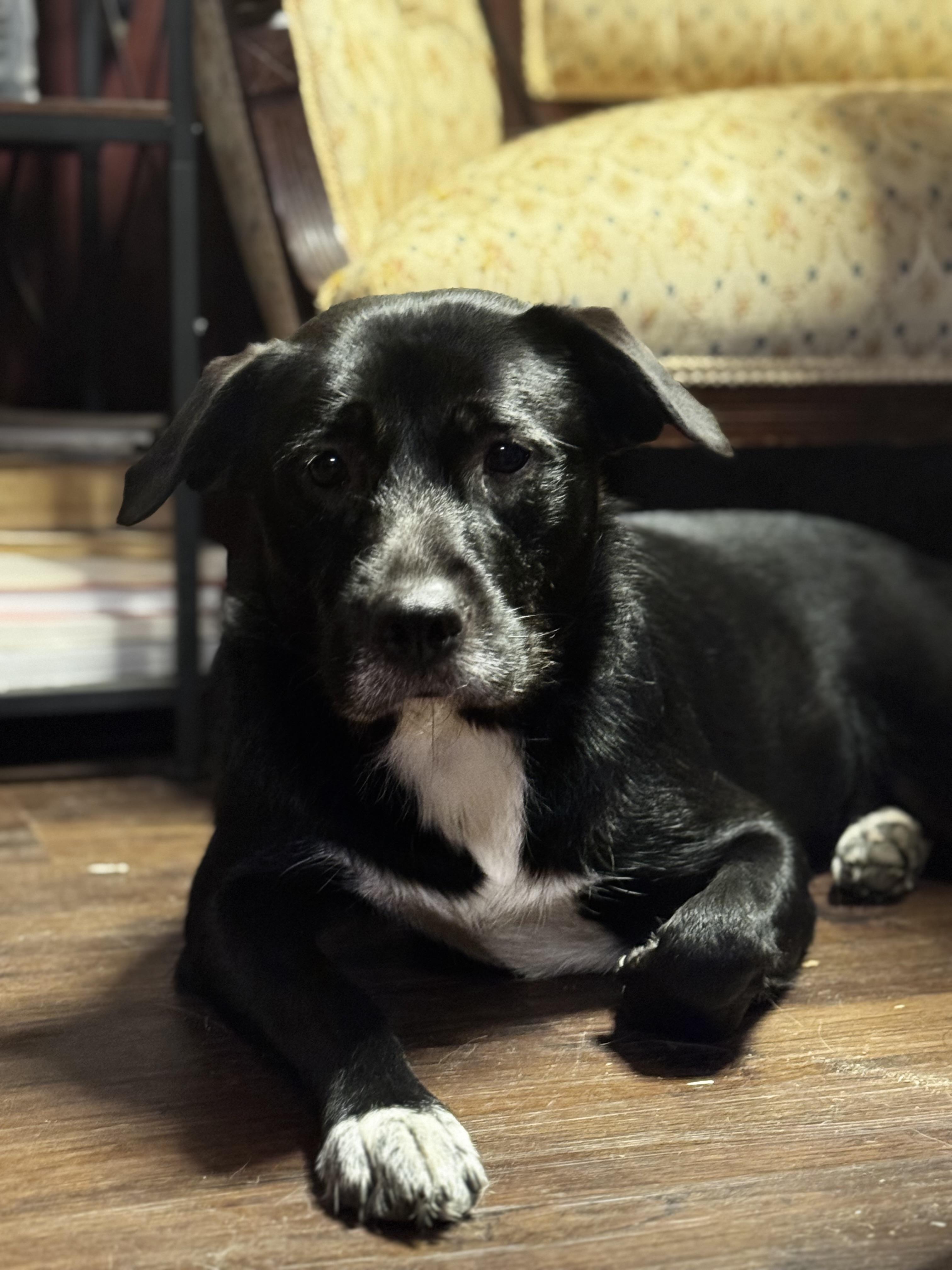 Enlarge The Wonder Twins!, a Adoptable mixed breed in Newton, NJ image 3/5