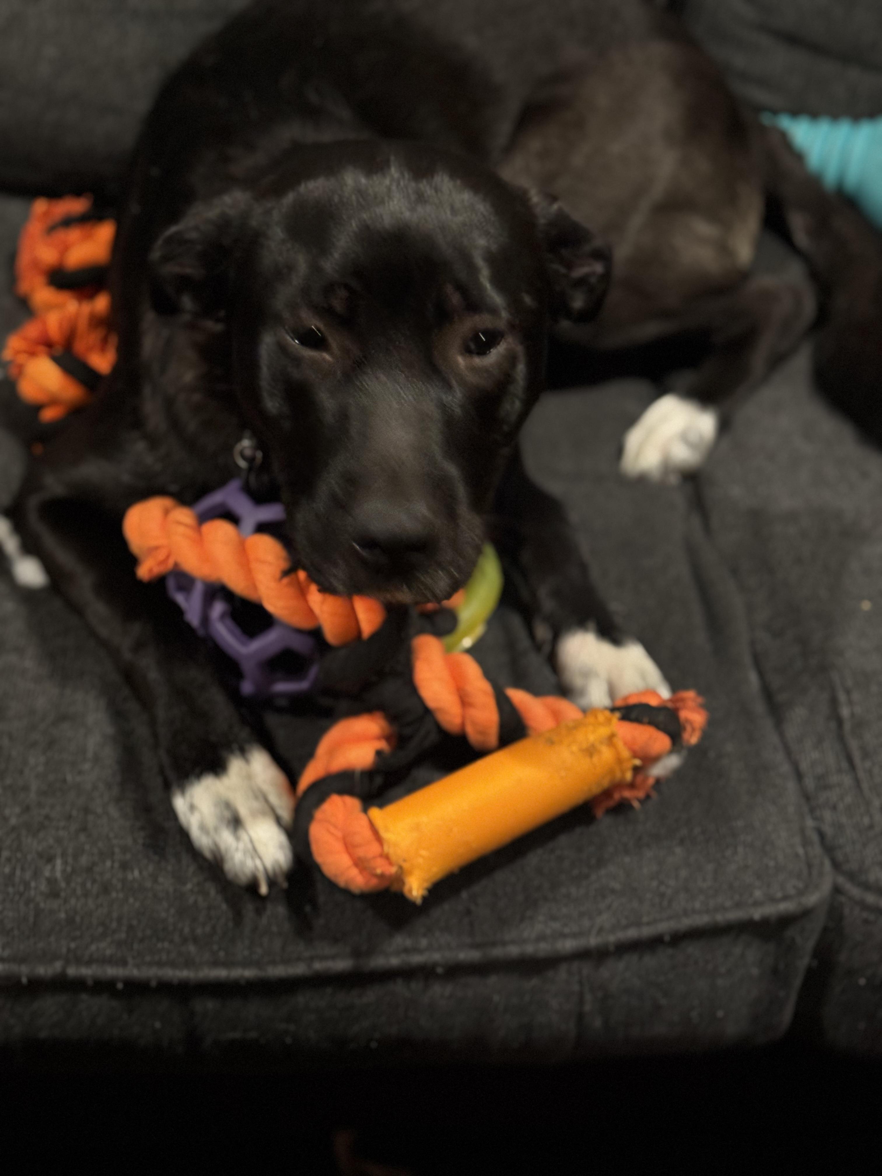 Enlarge The Wonder Twins!, a Adoptable mixed breed in Newton, NJ image 4/5