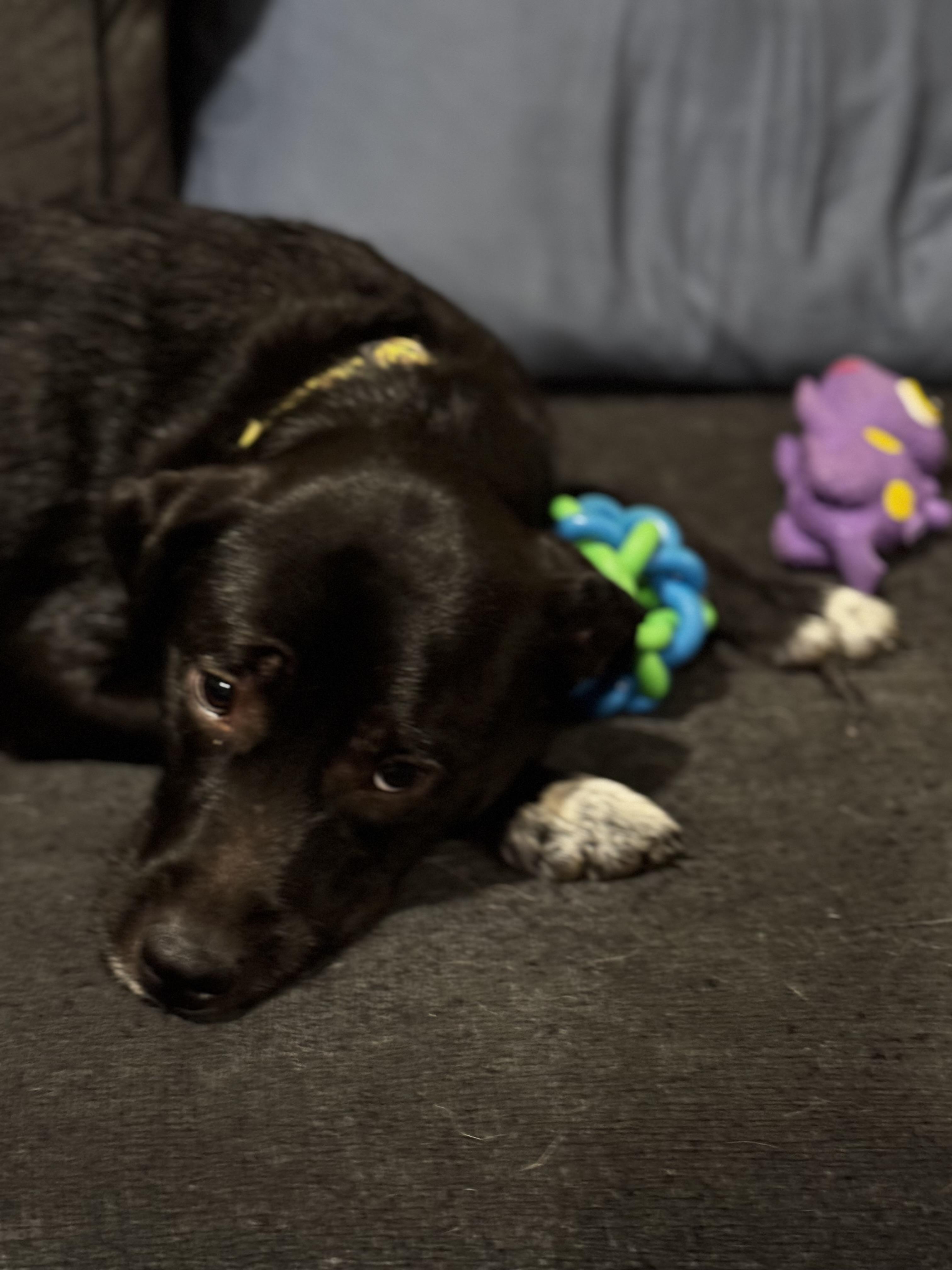 Enlarge The Wonder Twins!, a Adoptable mixed breed in Newton, NJ image 5/5