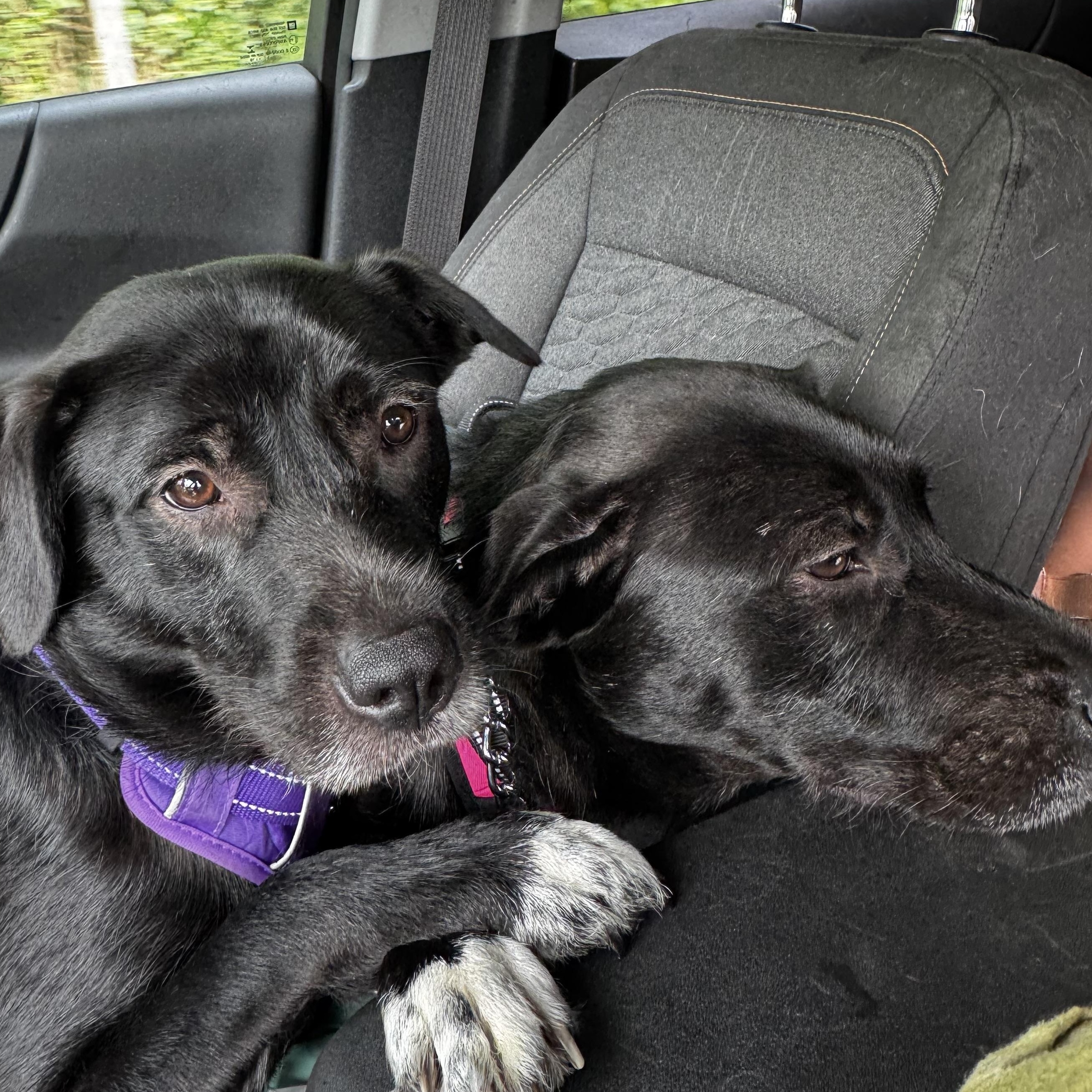 Enlarge The Wonder Twins!, a Adoptable mixed breed in Newton, NJ image 1/5