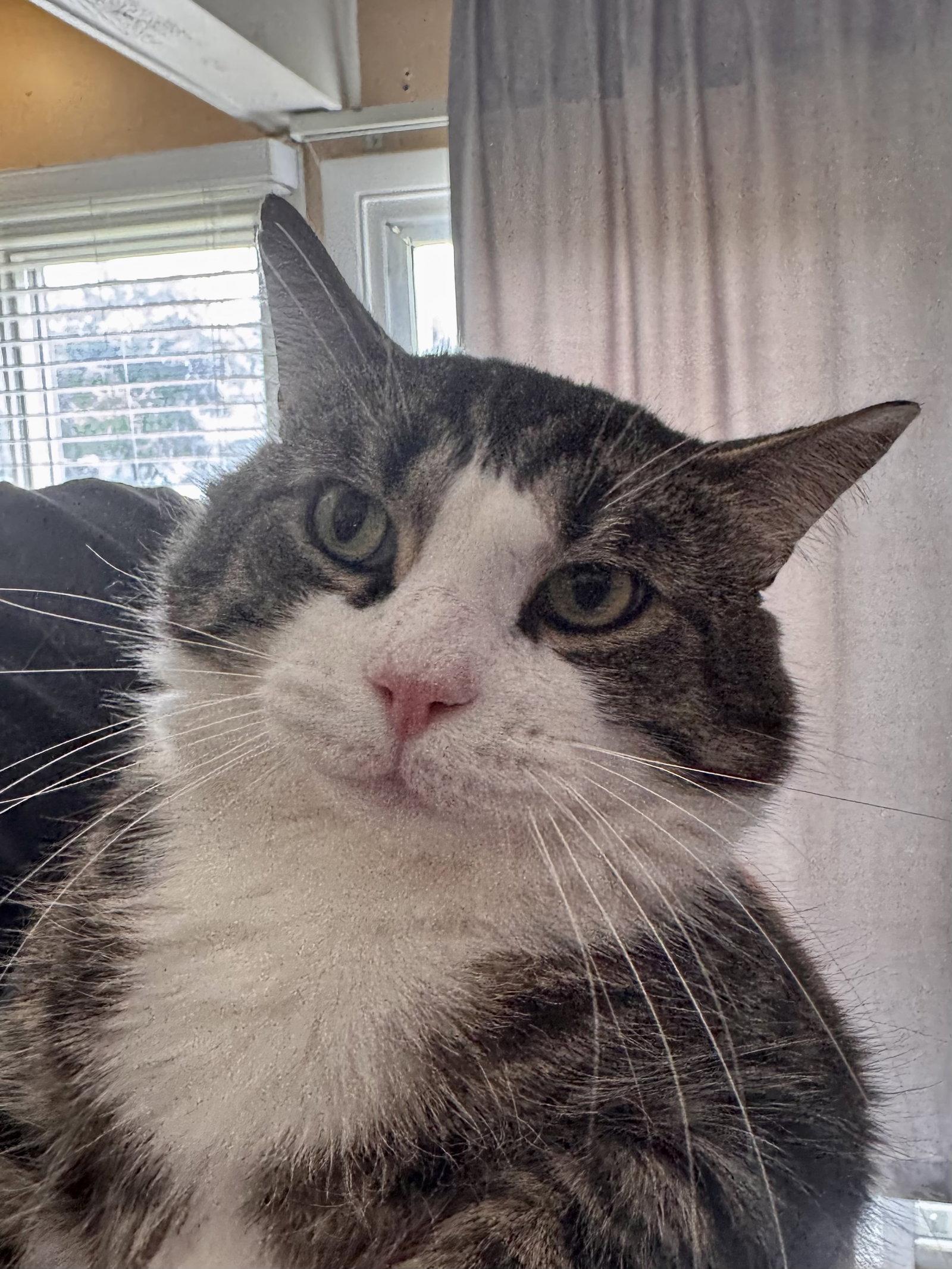 Paulie, Adoptable, Adult Male Domestic Short Hair.