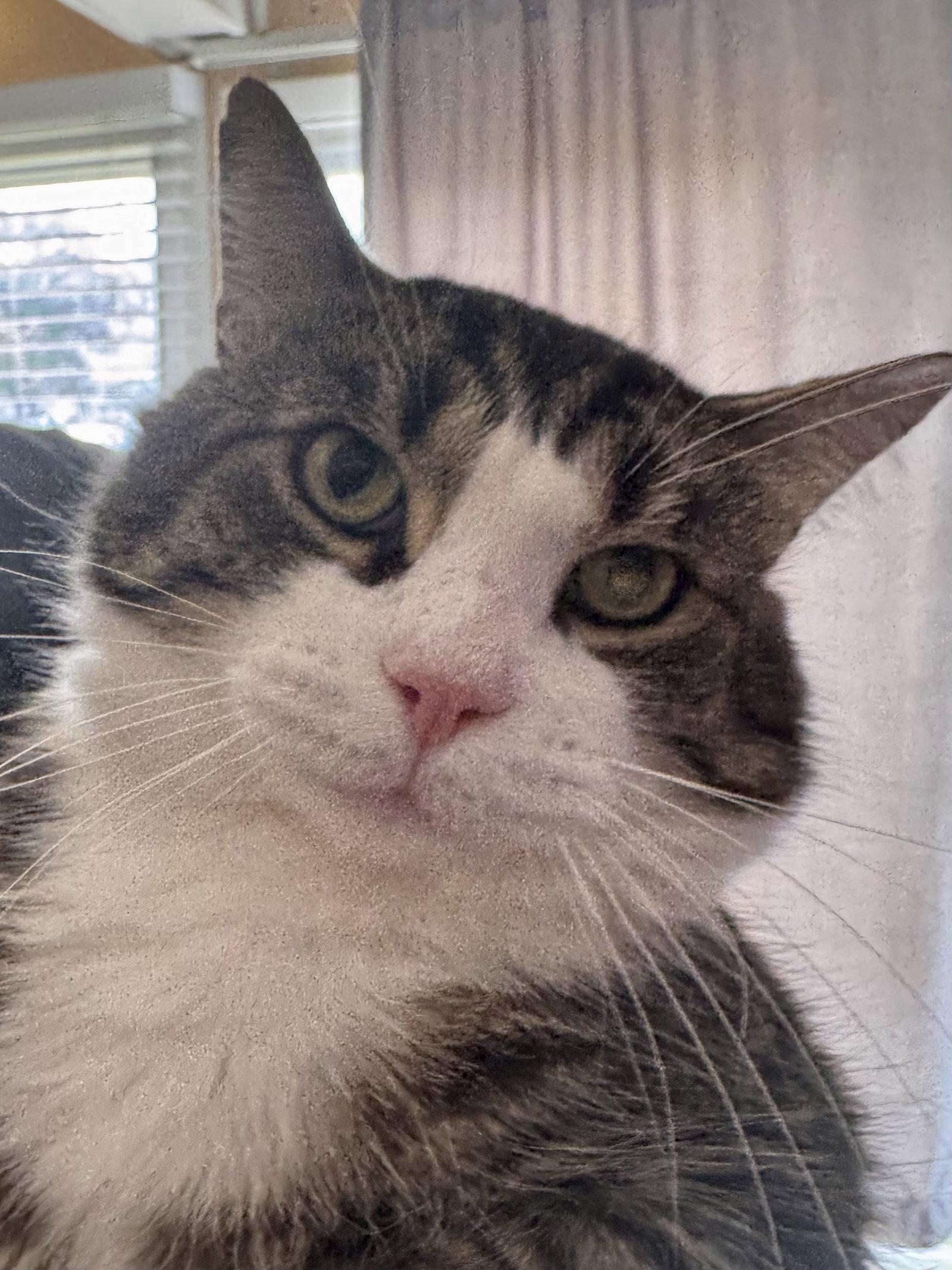 Enlarge Paulie, a Adoptable Domestic Short Hair in Wheaton, IL image 2/2