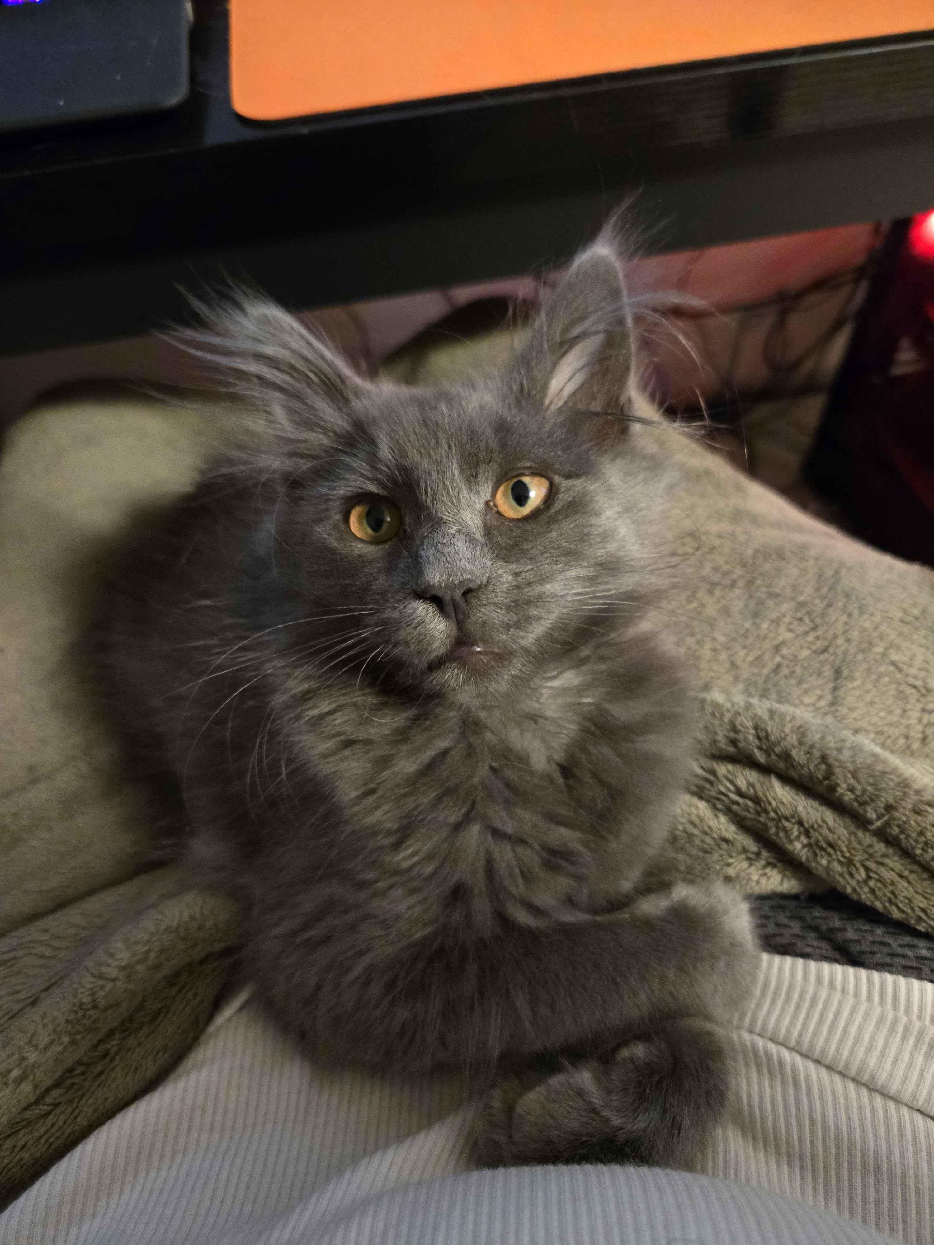 Enlarge Colette, an adopted Domestic Medium Hair in Pasco, WA image 1/3