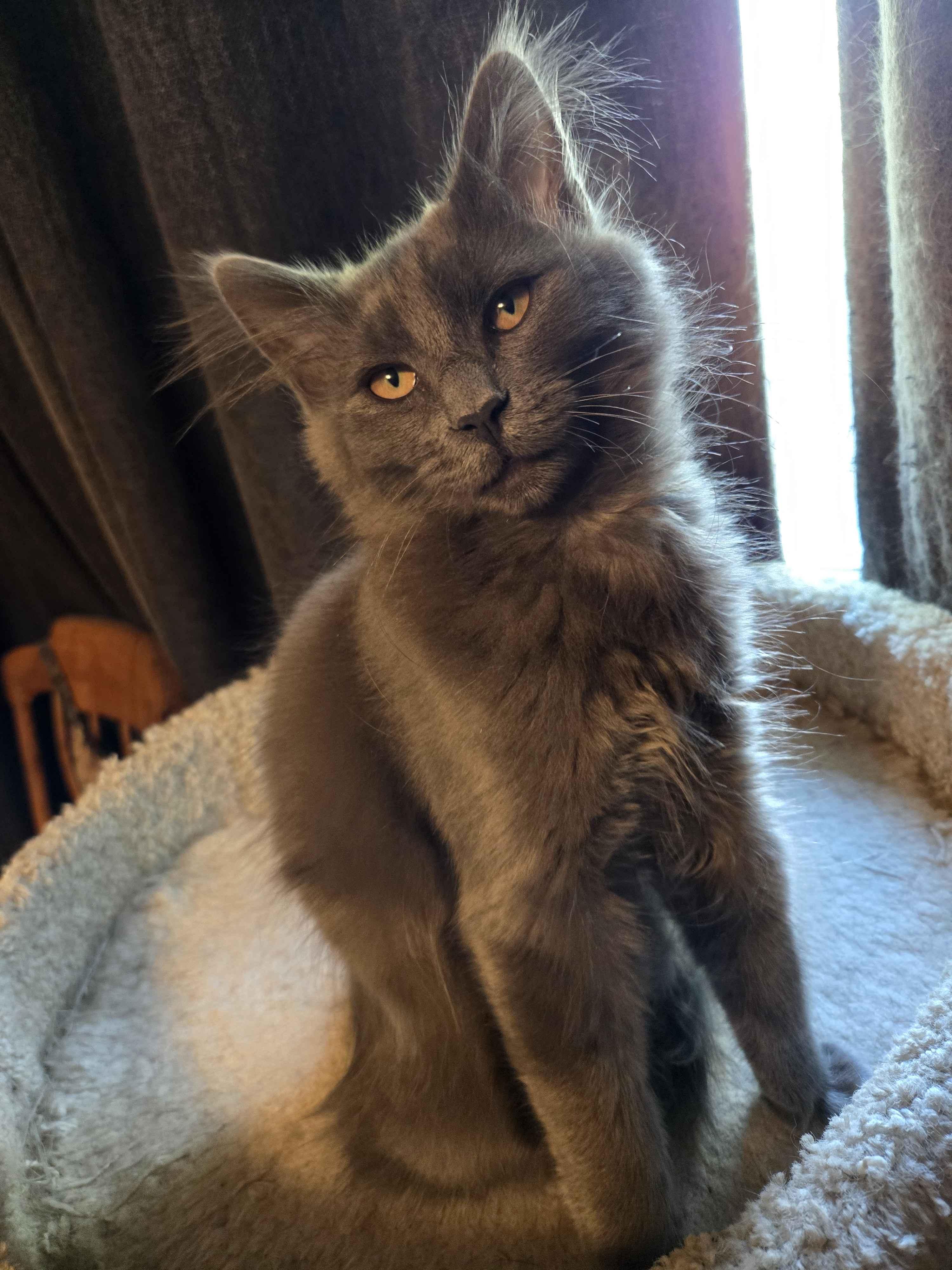 Enlarge Colette, an adopted Domestic Medium Hair in Pasco, WA image 2/3