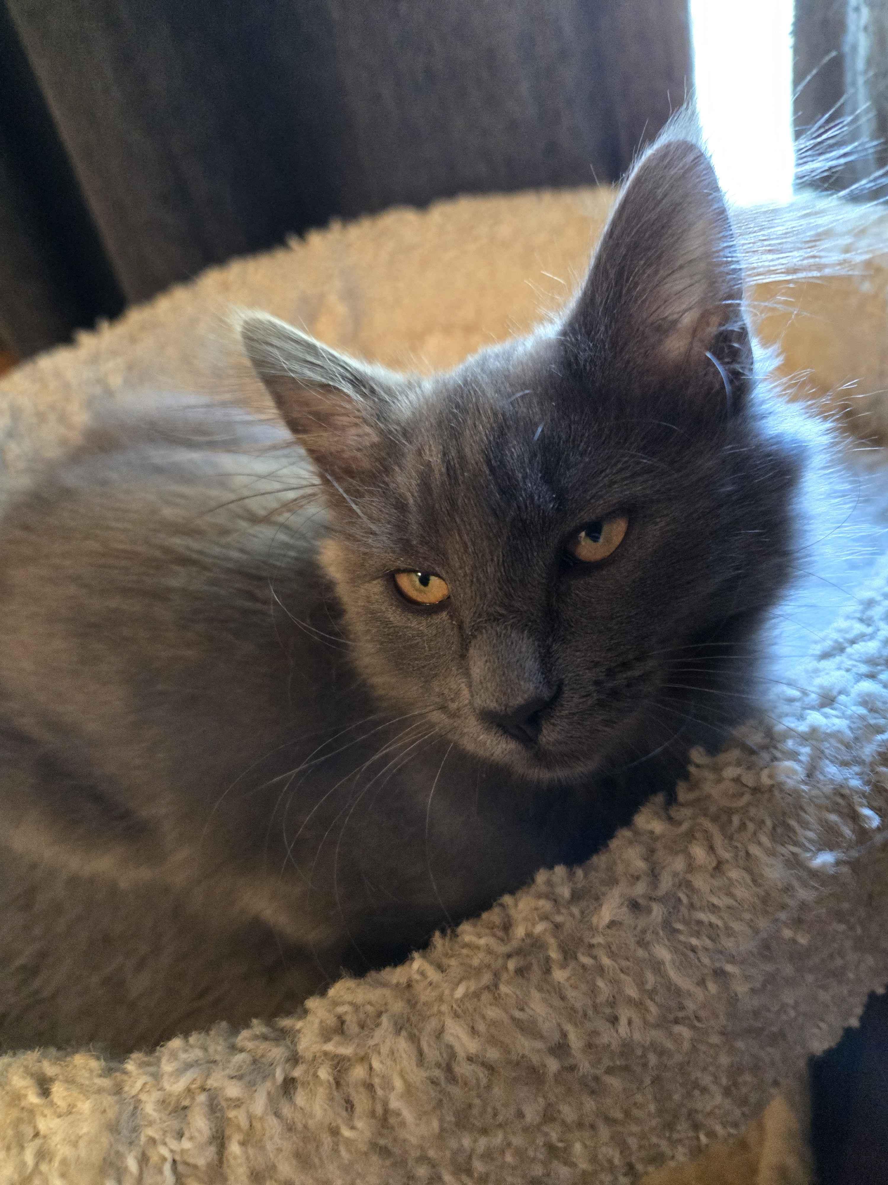 Enlarge Colette, an adopted Domestic Medium Hair in Pasco, WA image 3/3