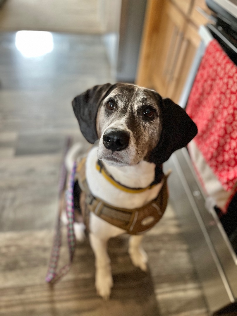 Obi, a Adopted Coonhound in Stockton Springs, ME image 1/3