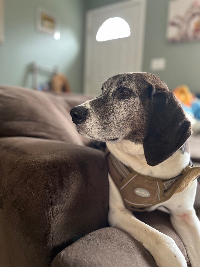Obi, a Adopted Coonhound in Stockton Springs, ME image 2/3