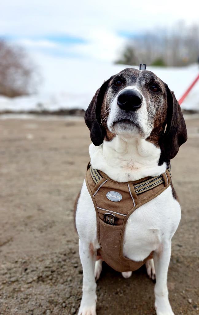Obi, a Adopted Coonhound in Stockton Springs, ME image 3/3