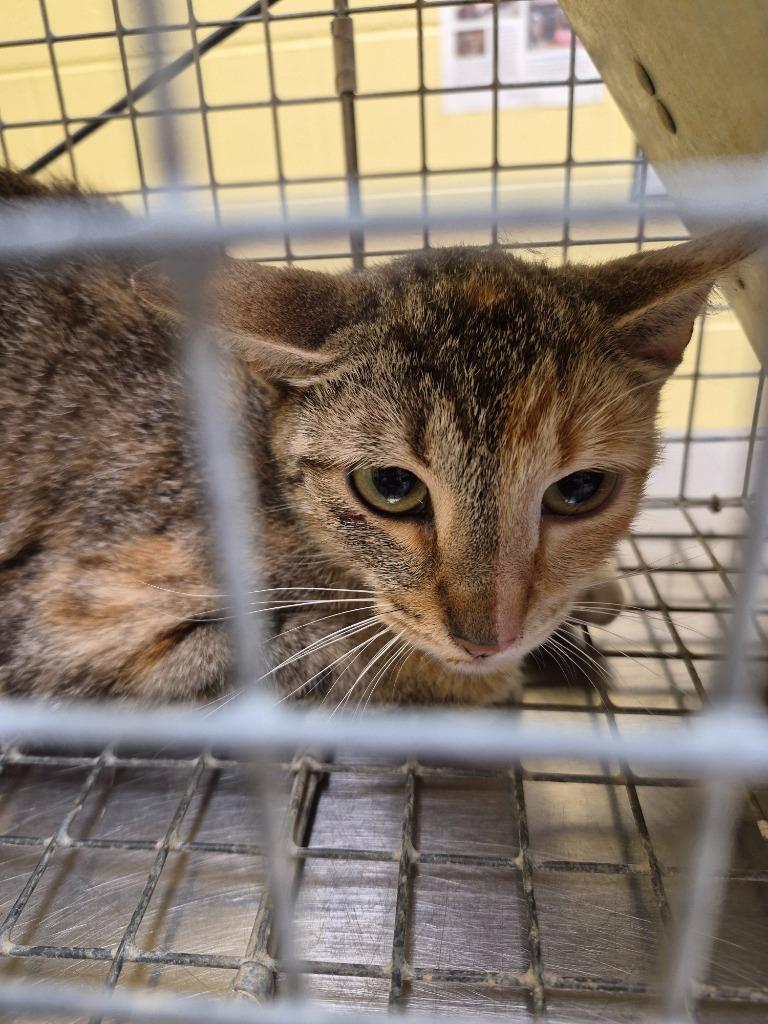 Enlarge ALLEY (Spayed BARN CAT), a Adoptable mixed breed in Crossville, TN image 1/2