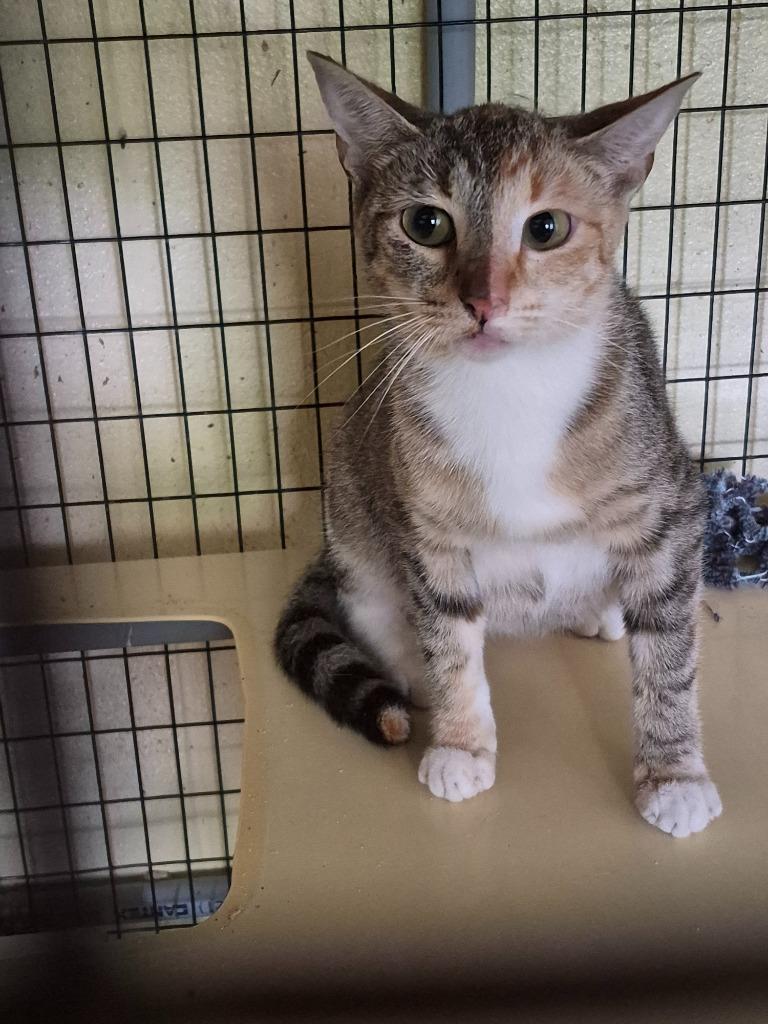 Enlarge ALLEY (Spayed BARN CAT), a Adoptable mixed breed in Crossville, TN image 2/2