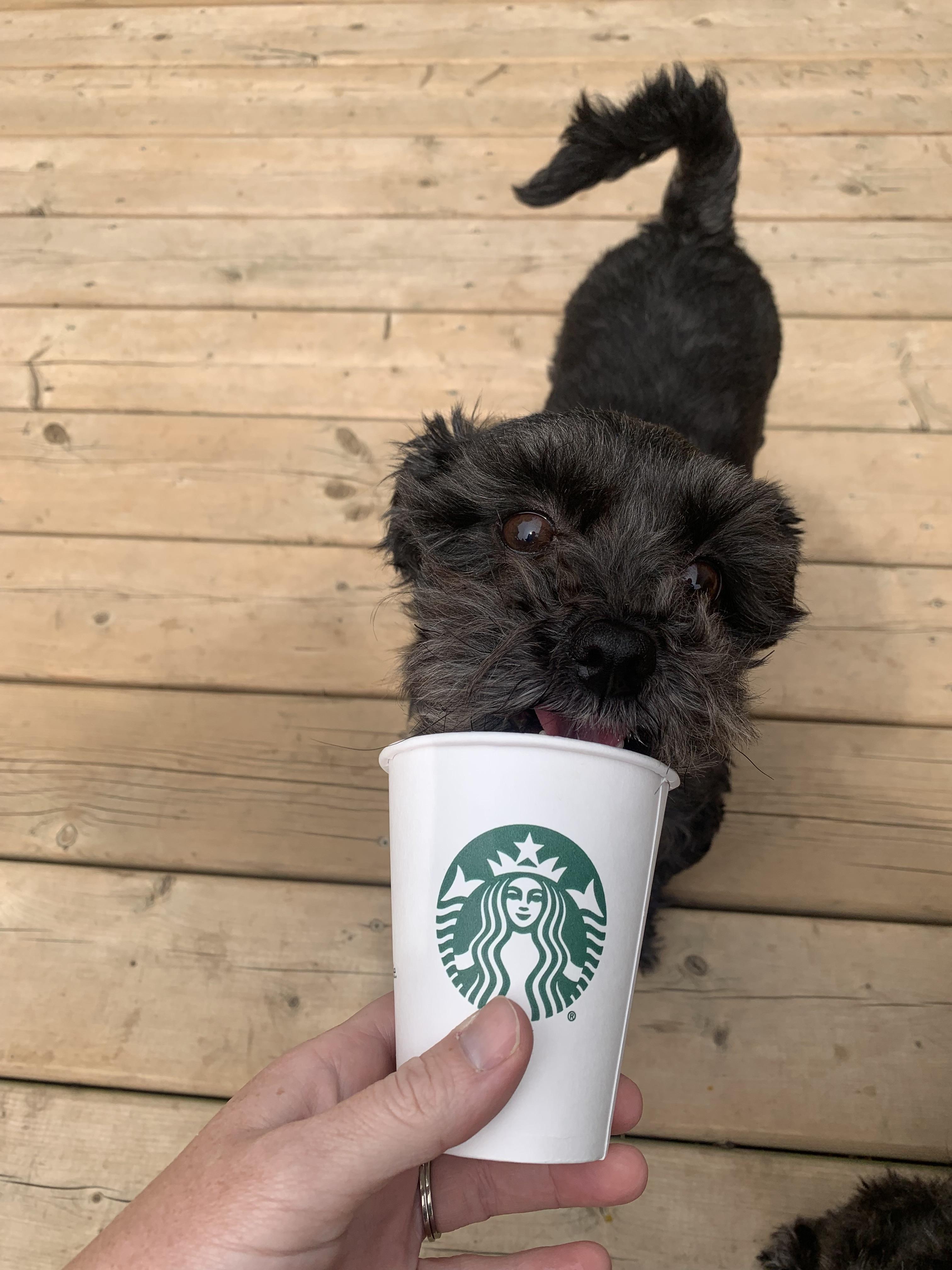 Enlarge Bonded Pair - Petrie and Duckie, an adopted mixed breed in Acton, ON image 3/6