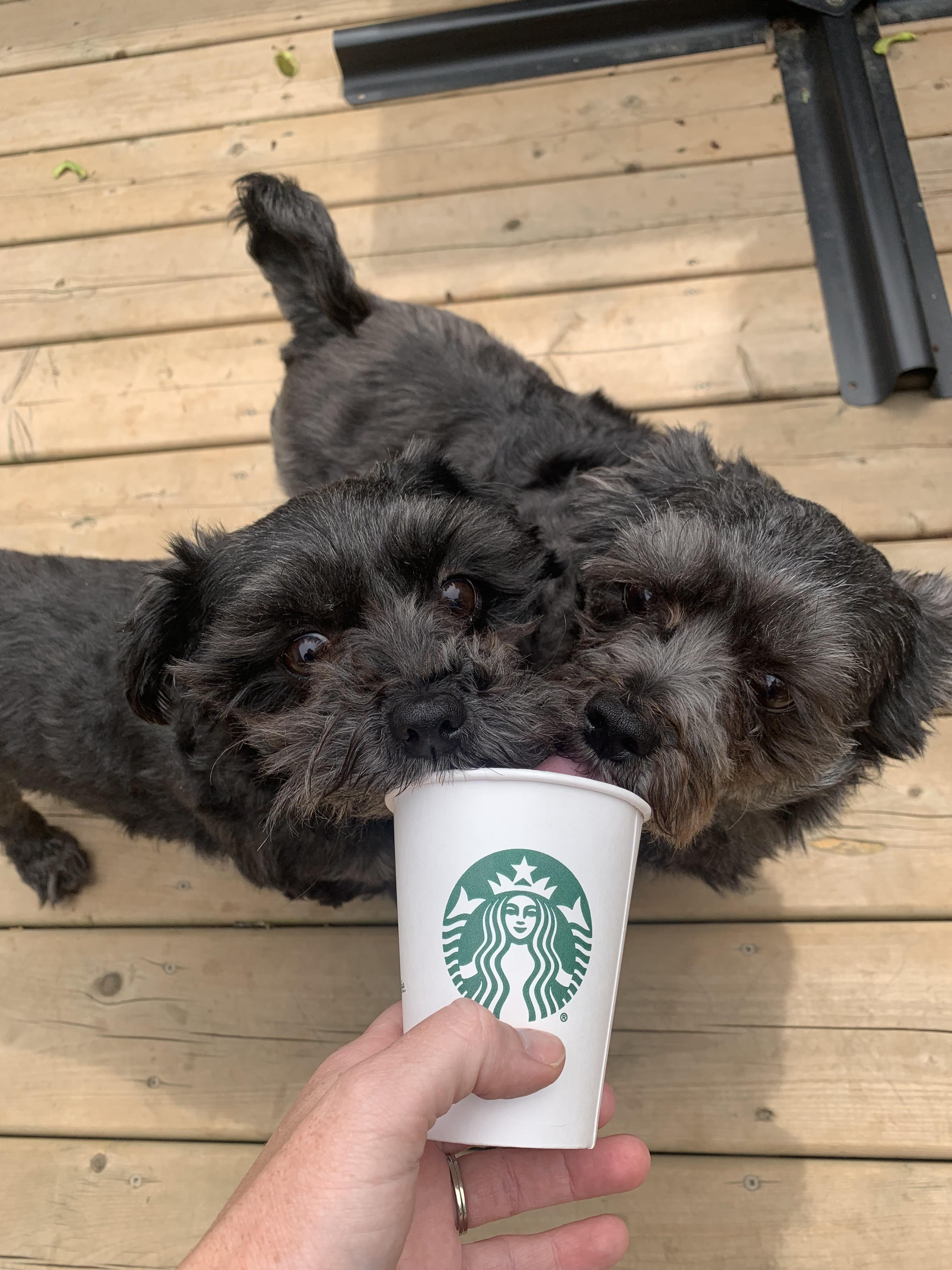 Enlarge Bonded Pair - Petrie and Duckie, an adopted mixed breed in Acton, ON image 4/6