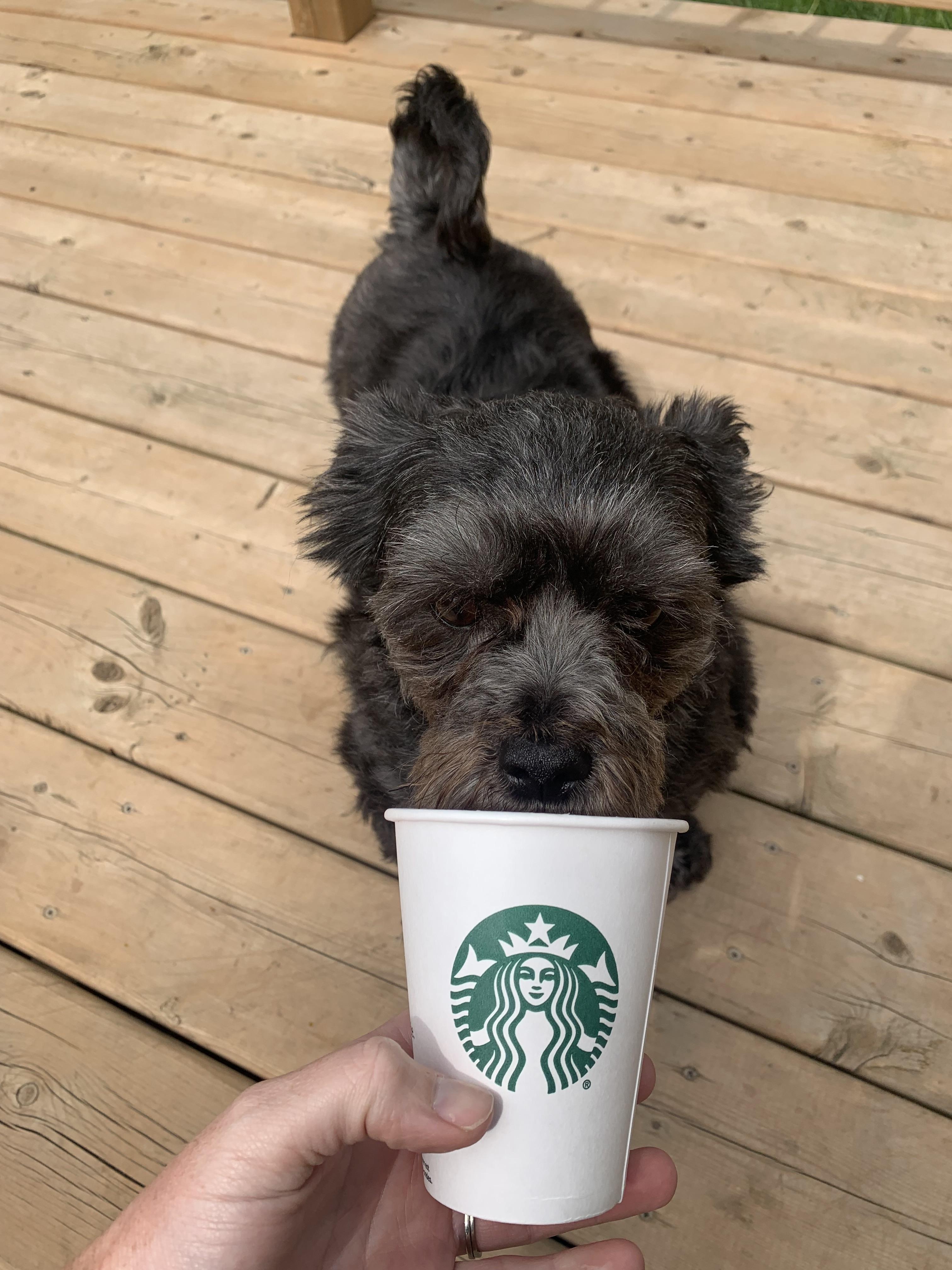 Enlarge Bonded Pair - Petrie and Duckie, an adopted mixed breed in Acton, ON image 5/6