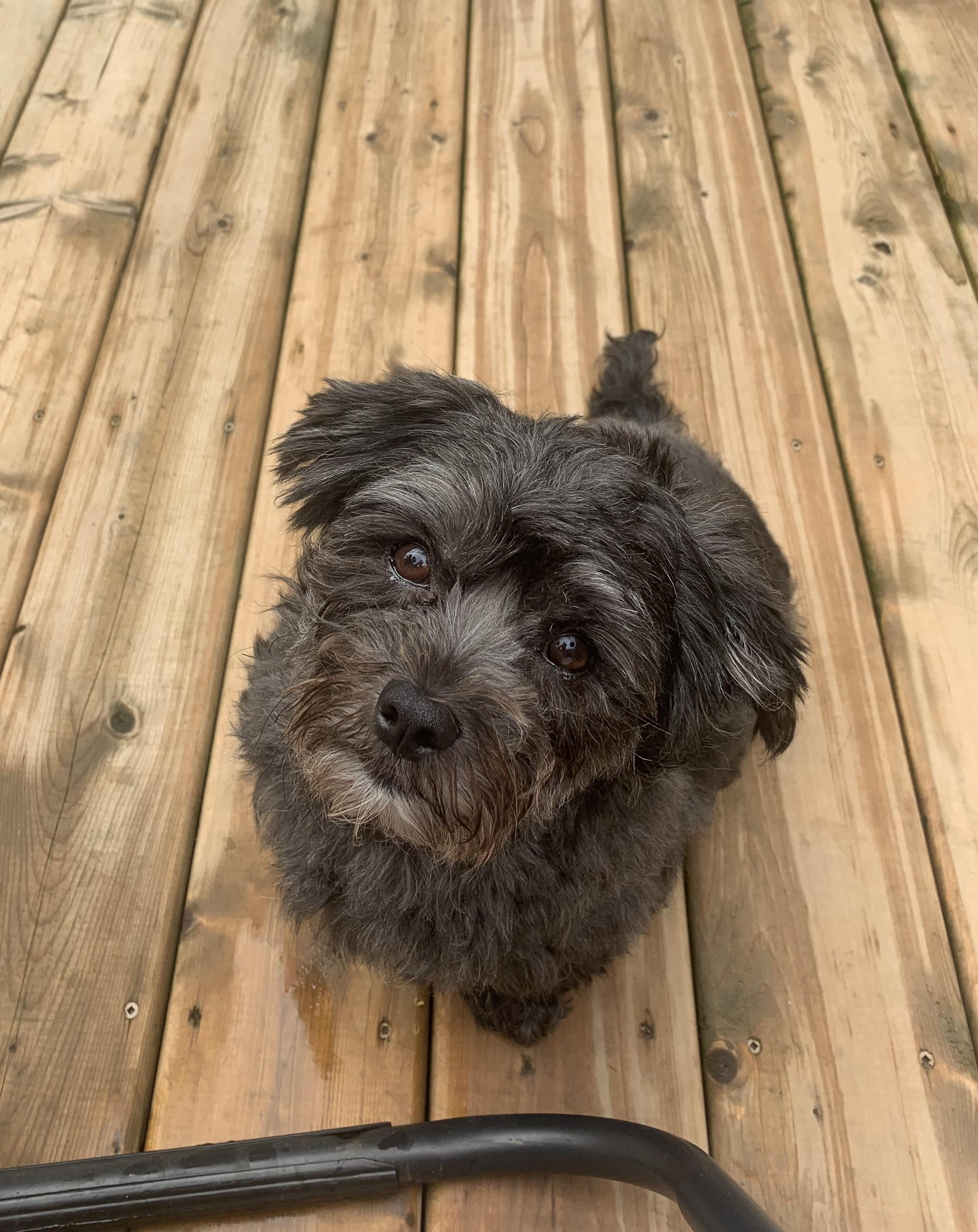 Enlarge Bonded Pair - Petrie and Duckie, an adopted mixed breed in Acton, ON image 6/6