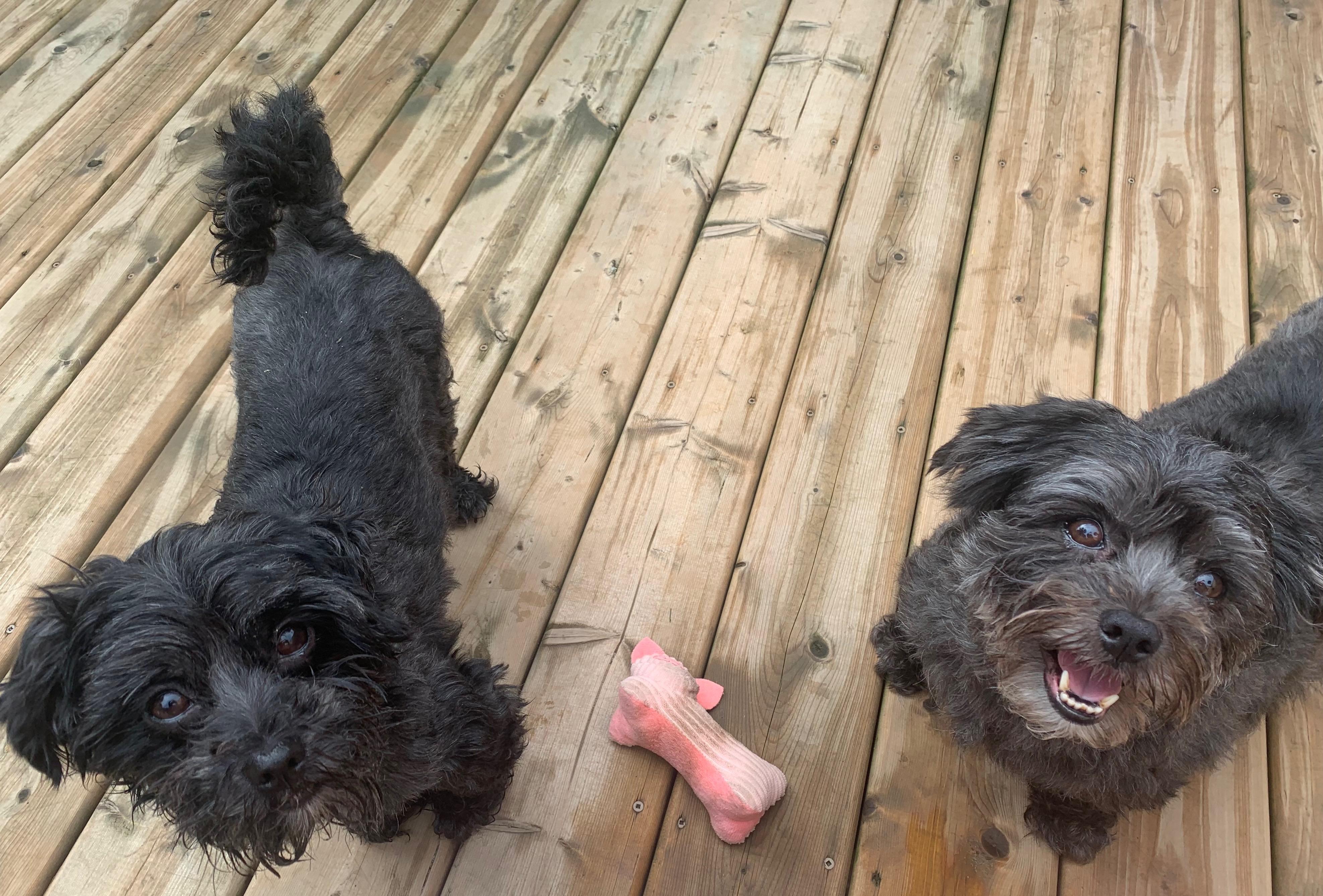 Enlarge Bonded Pair - Petrie and Duckie, an adopted mixed breed in Acton, ON image 1/6