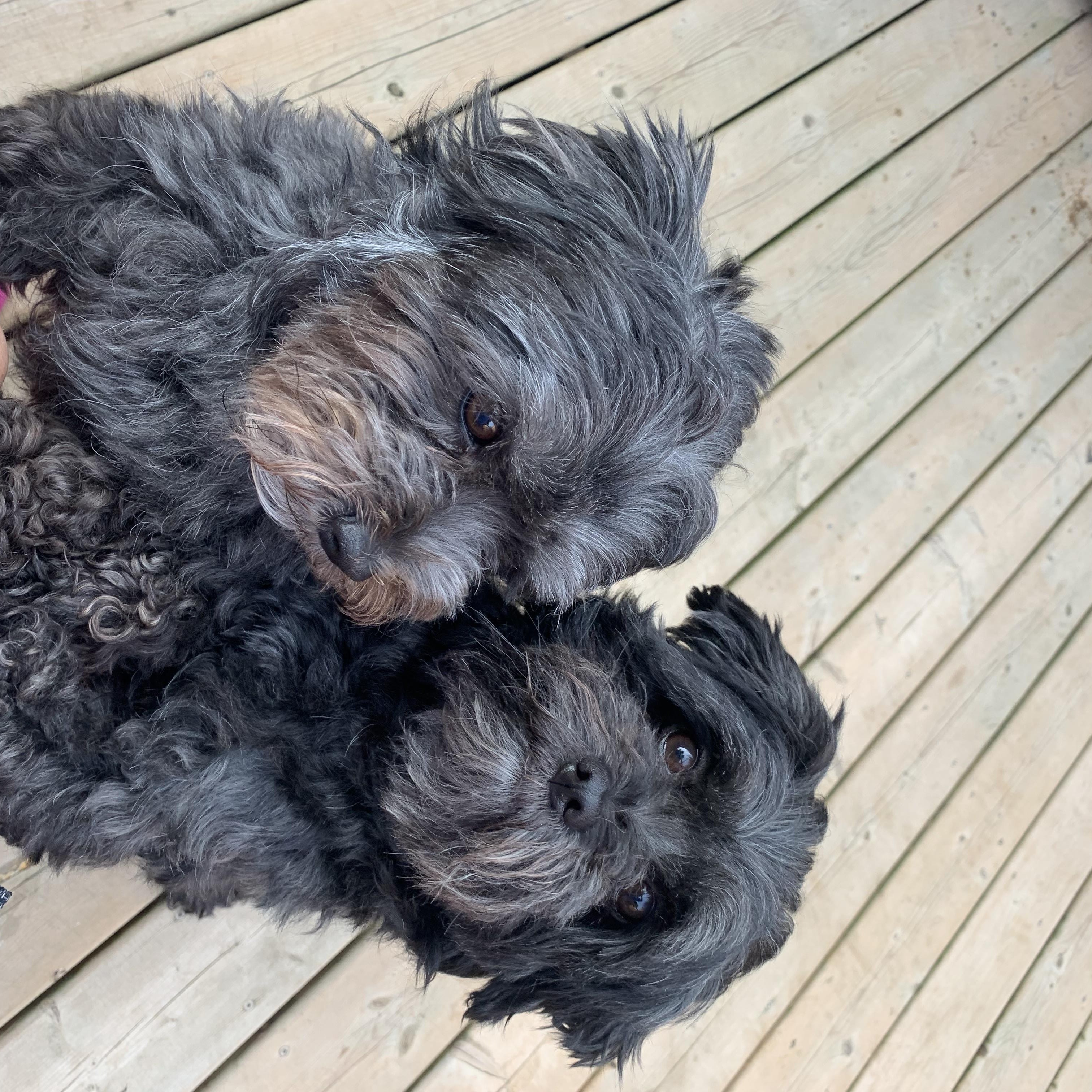 Enlarge Bonded Pair - Petrie and Duckie, an adopted mixed breed in Acton, ON image 2/6