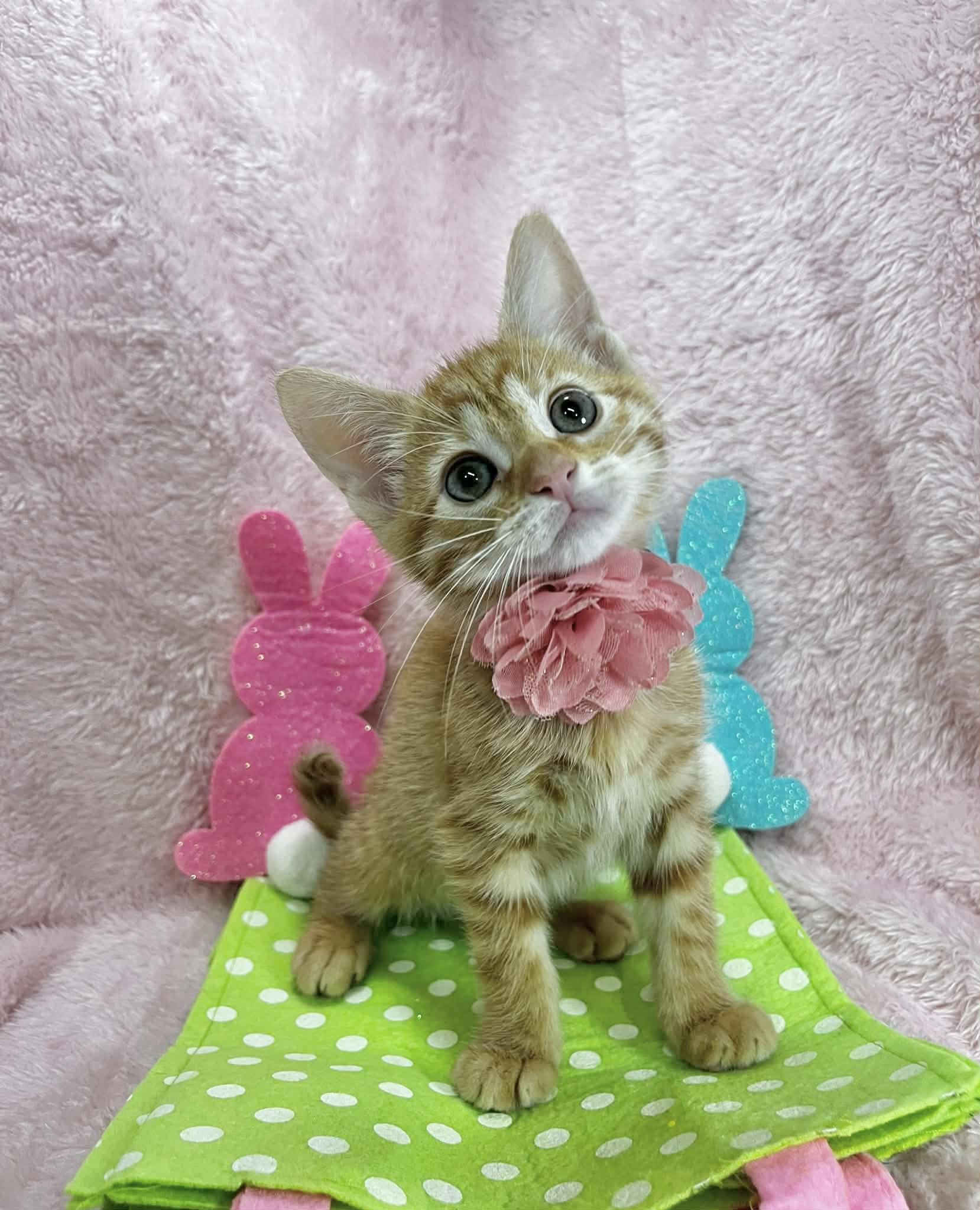 Ronan, adopted, Kitten Female Tabby.